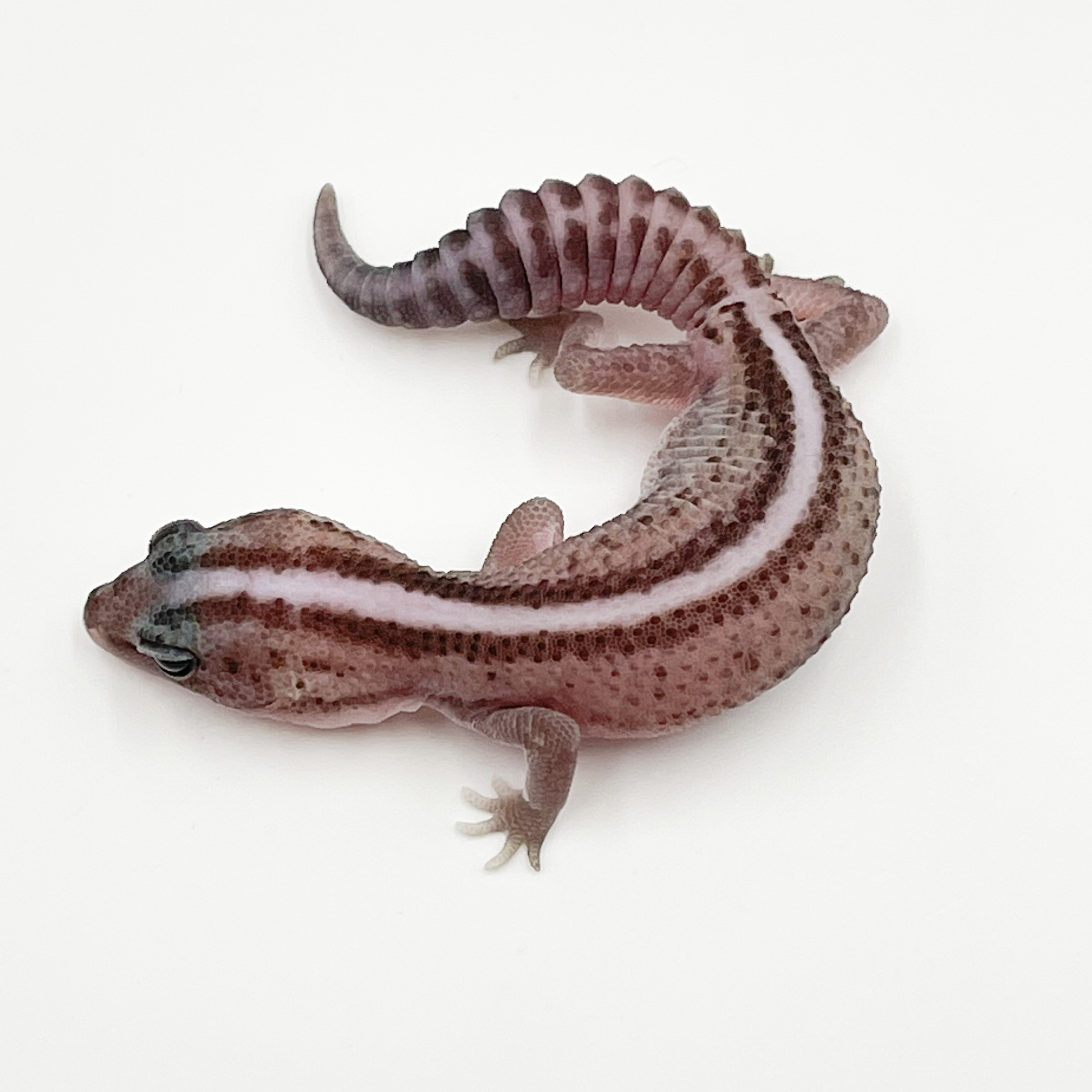 ニシアフリカトカゲモドキ¥オレオパターンレスhetゴースト