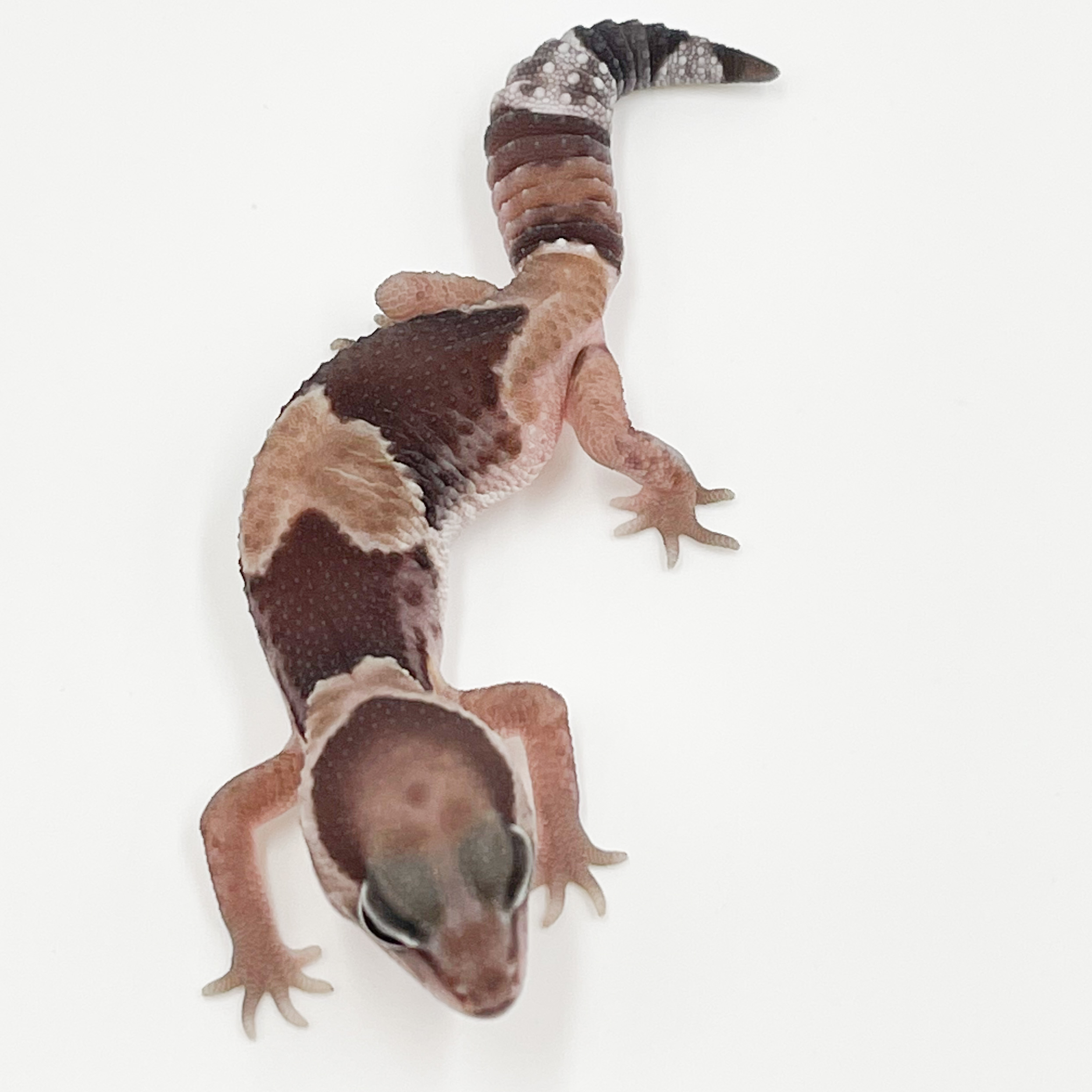 ニシアフリカトカゲモドキ¥ノーマルhetオレオ