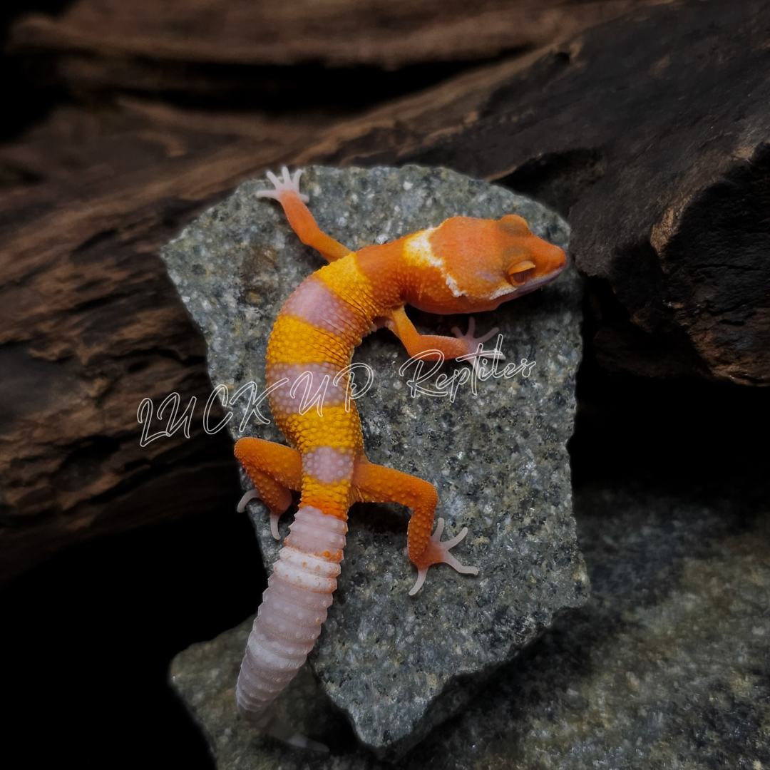 ヒョウモントカゲモドキ¥ベルストーンウォッシュ