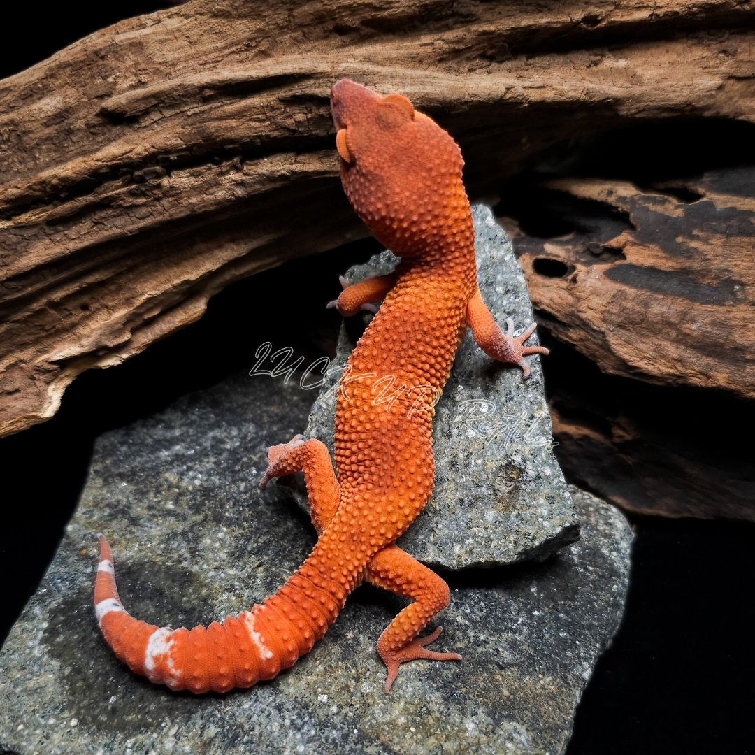 ヒョウモントカゲモドキ¥マンダリン