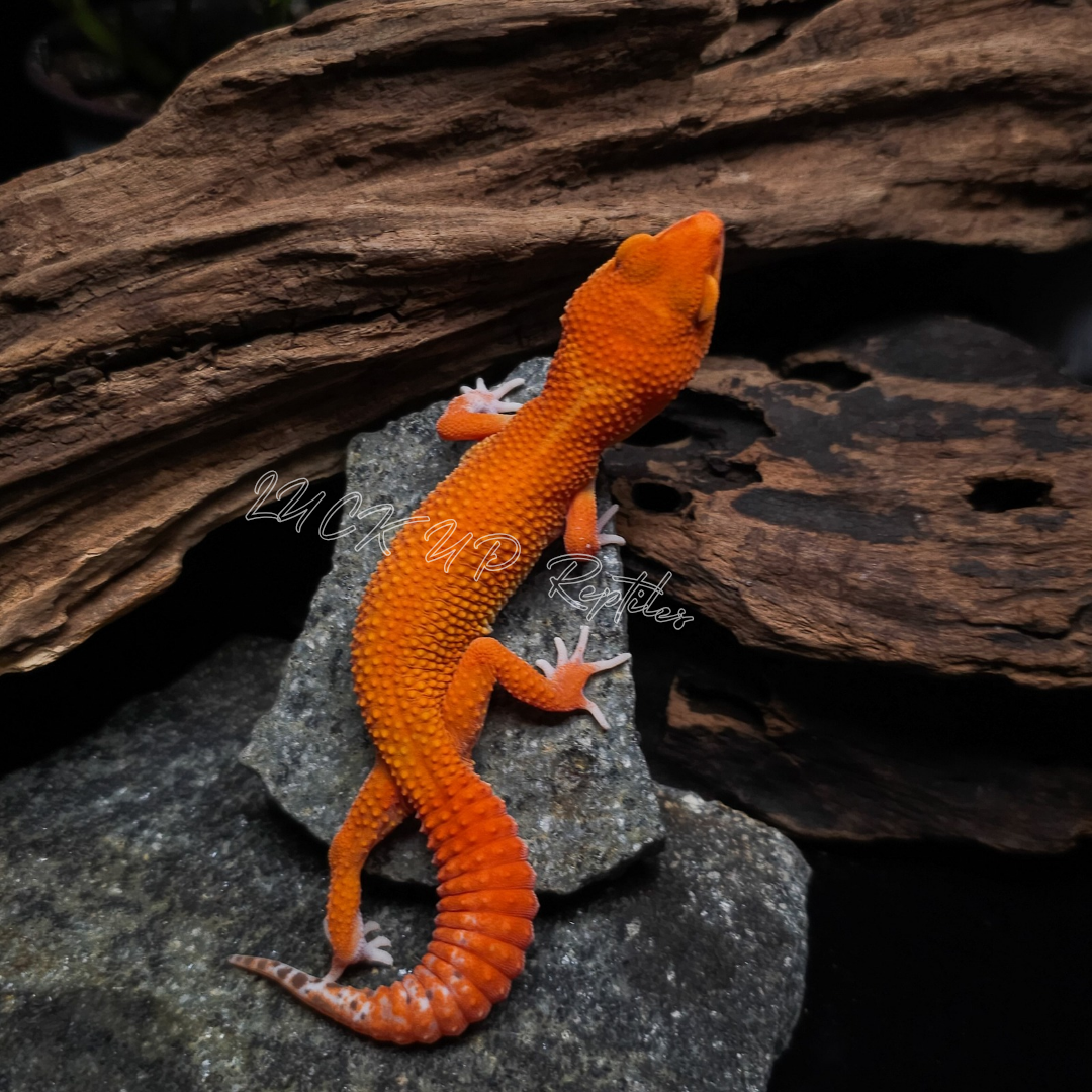 ヒョウモントカゲモドキ¥スーパータンジェリンベル