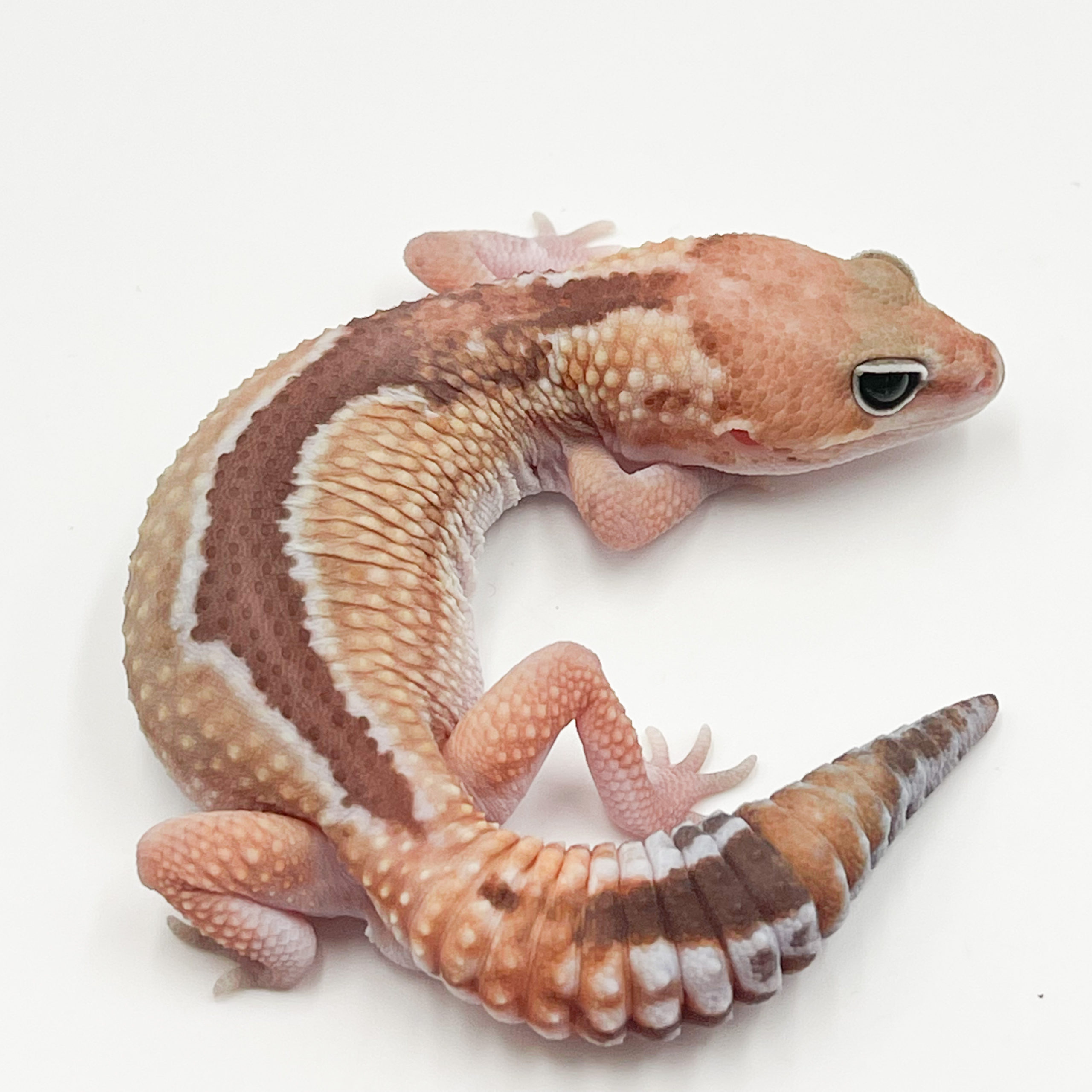 ニシアフリカトカゲモドキ¥ズールーPossHetキャラメル