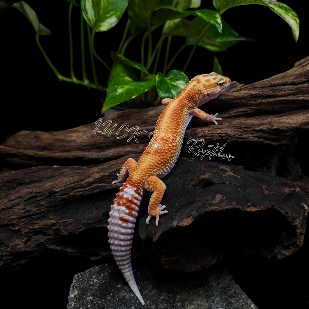 ヒョウモントカゲモドキ¥Ｗ＆Ｙレインウォーター