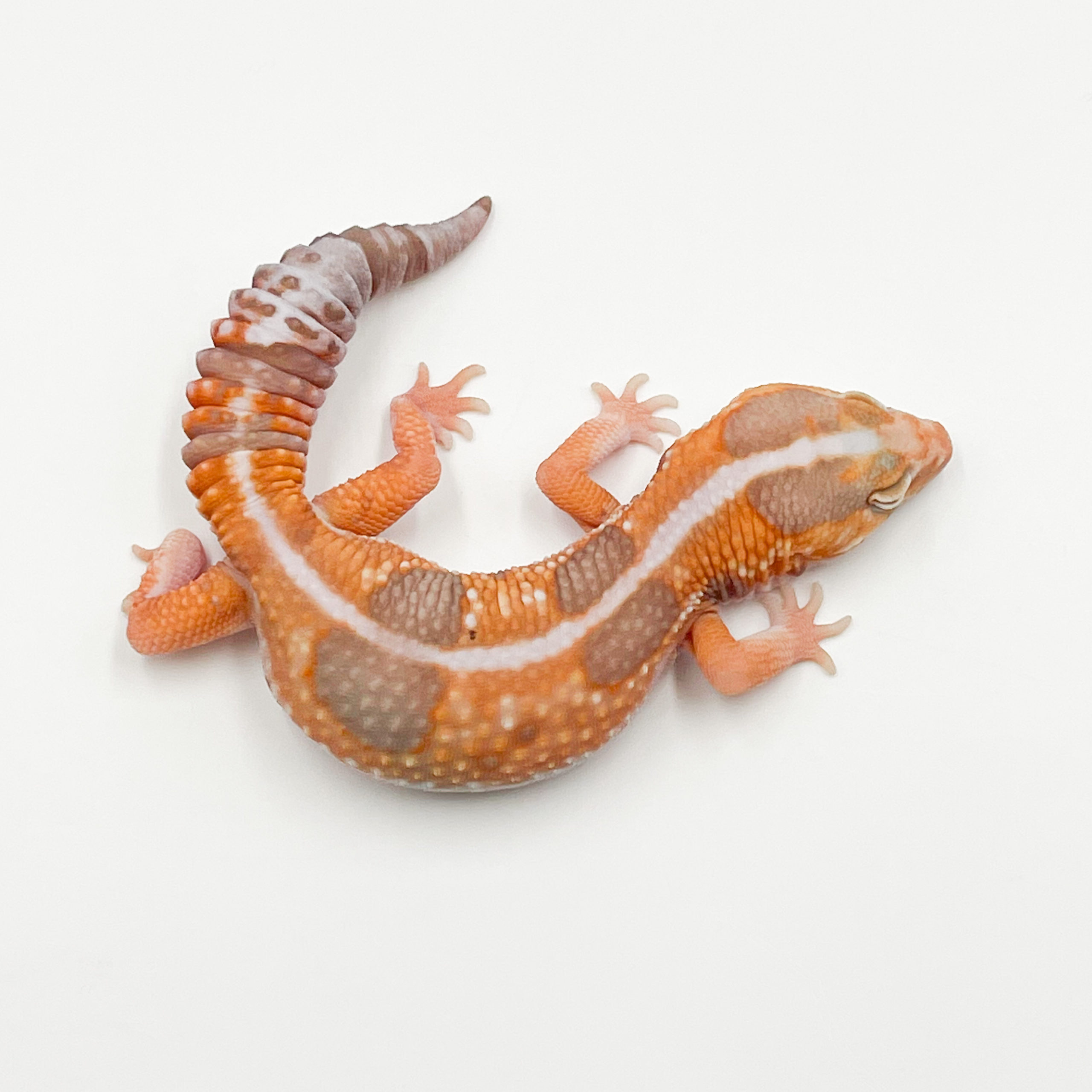 ニシアフリカトカゲモドキ¥ホワイトアウトアメル