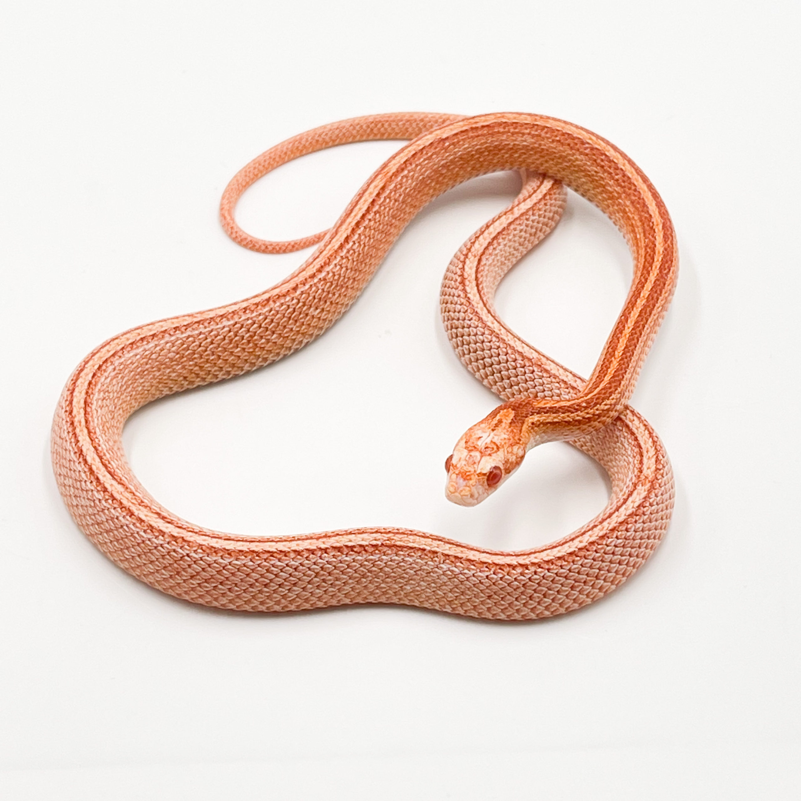 コーンスネーク¥ハイホワイトキャンディケインテッセラ