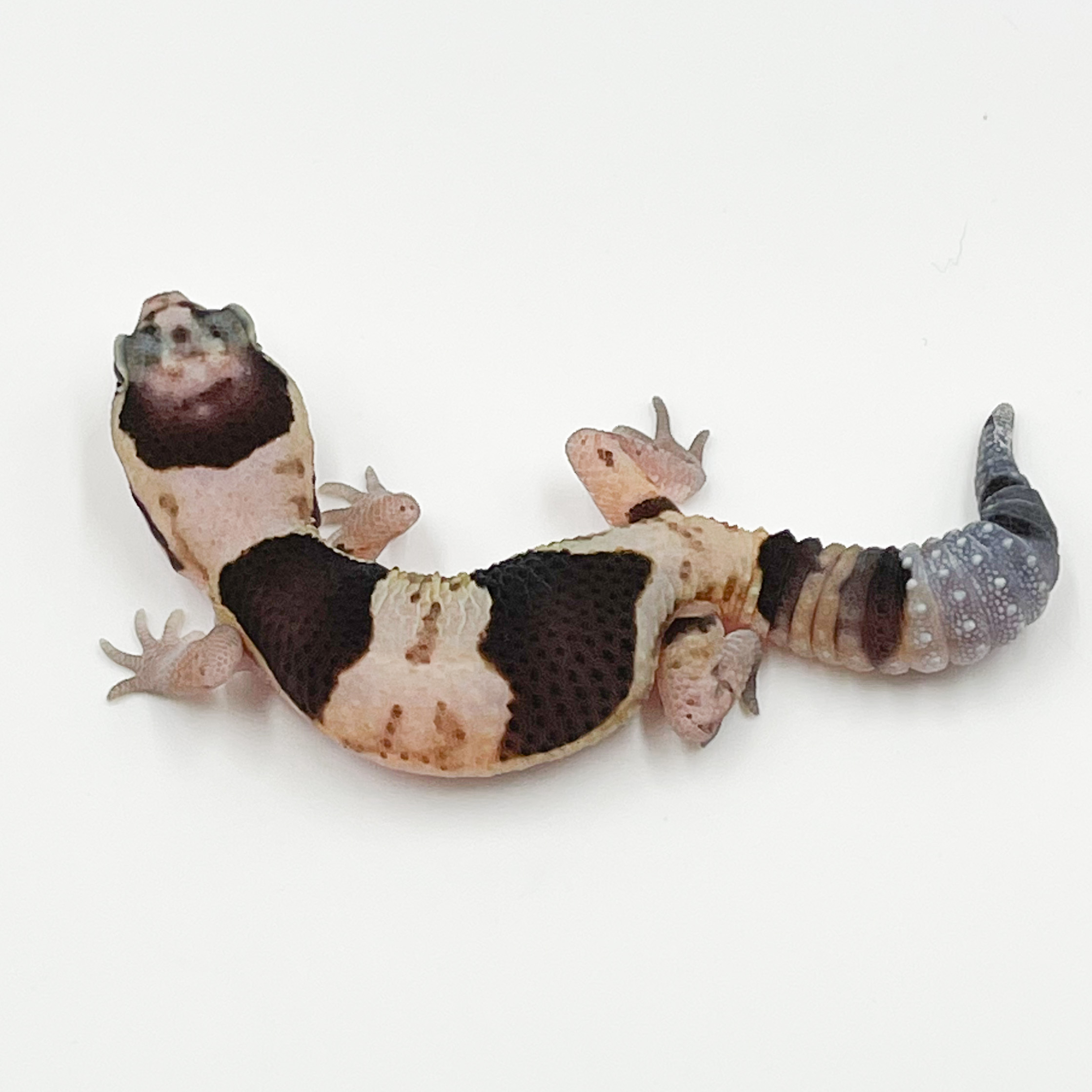 ニシアフリカトカゲモドキ¥ホワイトアウトhetズールーphキャラメル