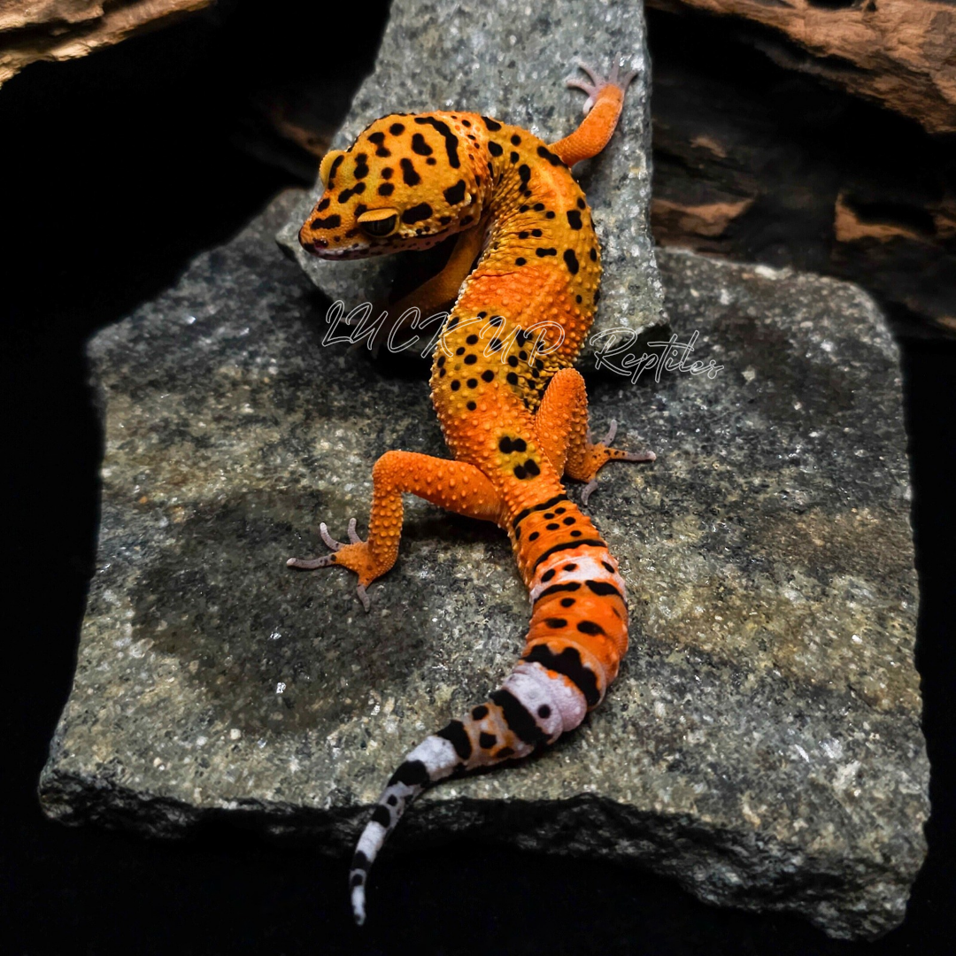 ヒョウモントカゲモドキ¥グリーンタンジェリン