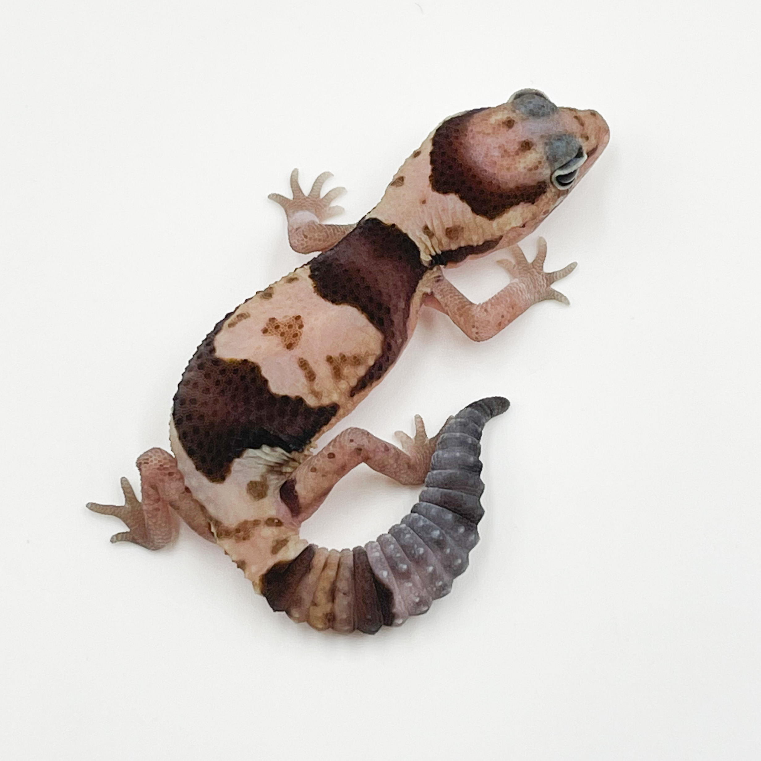 ニシアフリカトカゲモドキ¥ホワイトアウトhetズールーphキャラメル