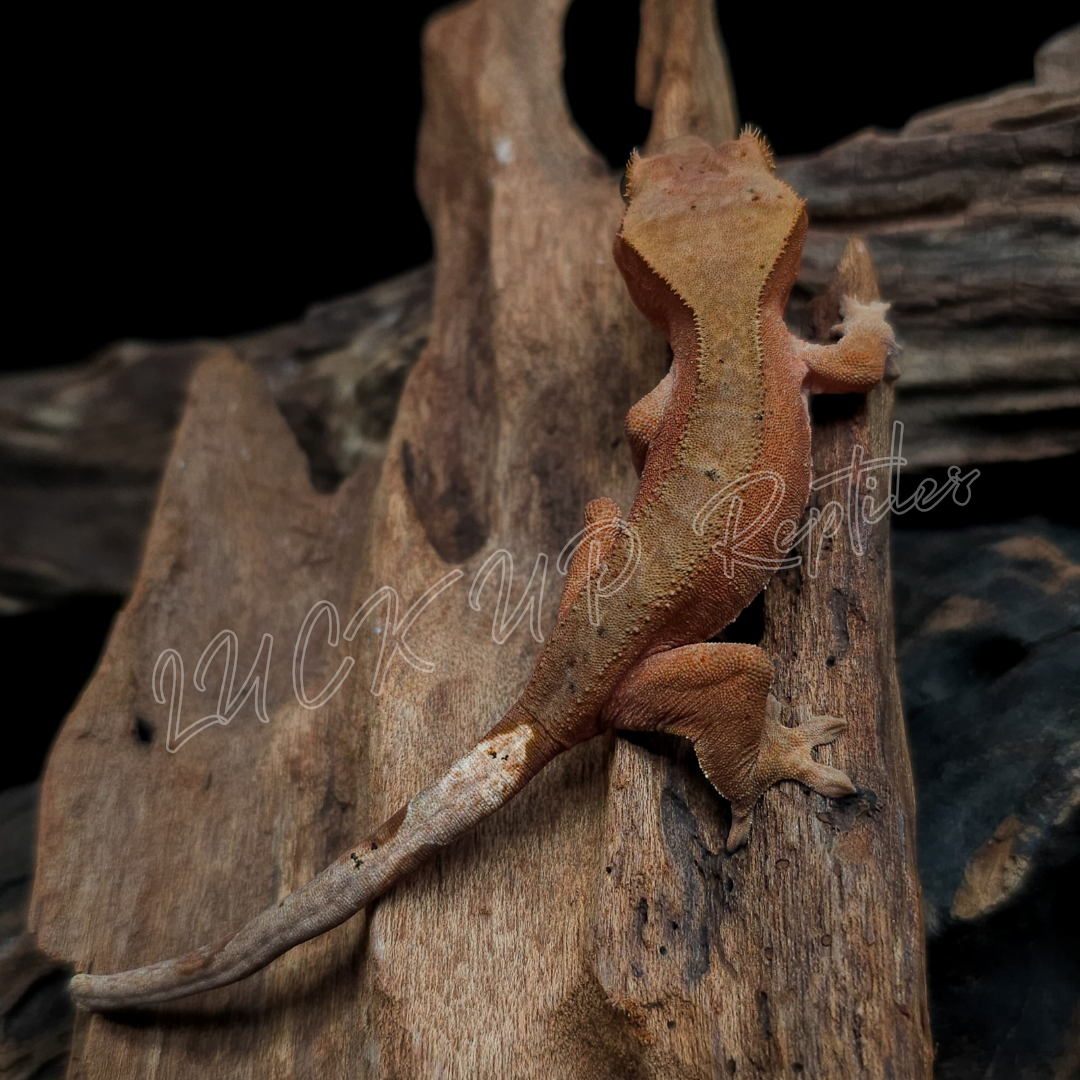 クレステッドゲッコー¥バイカラー