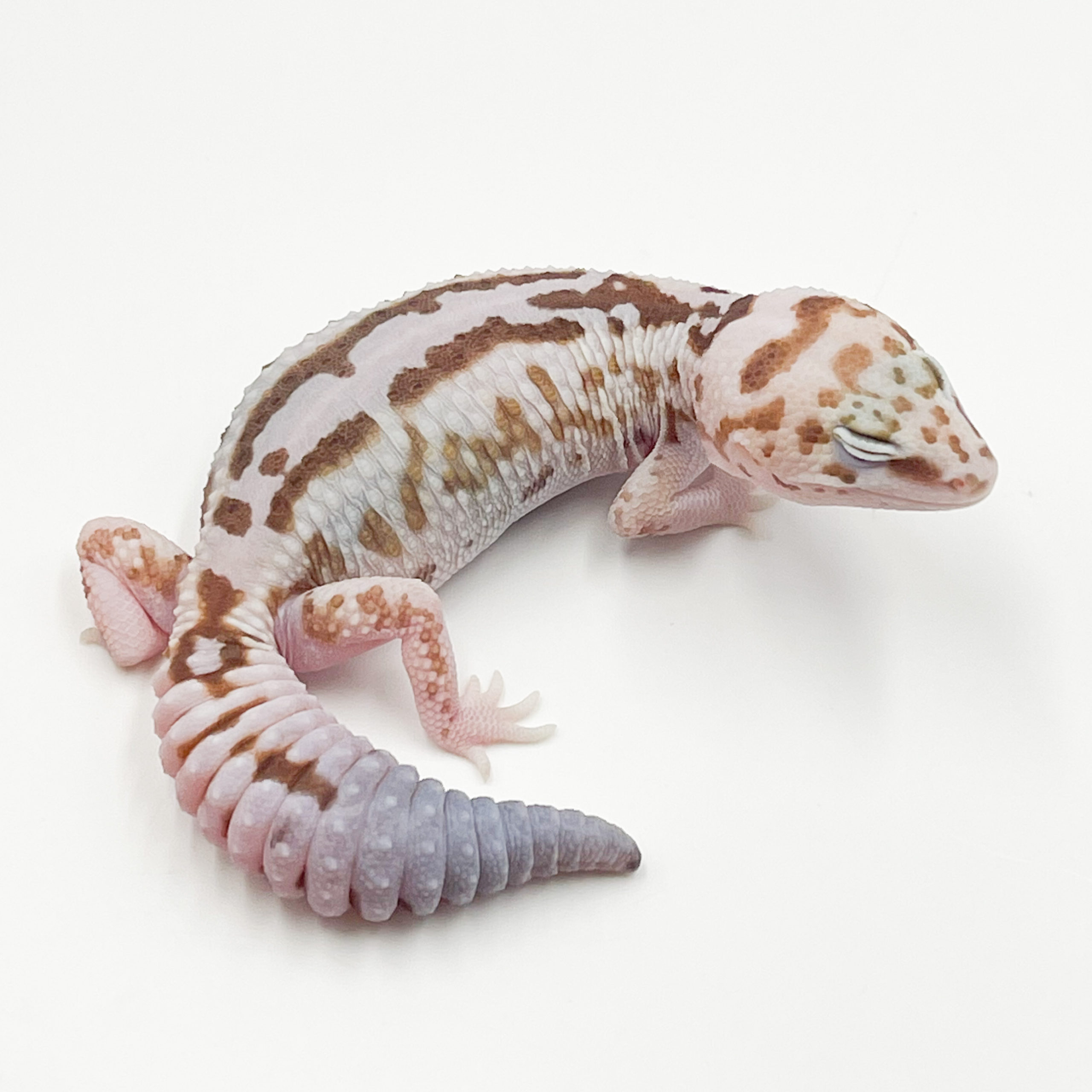 ニシアフリカトカゲモドキ¥ホワイトアウトズールーphキャラメル