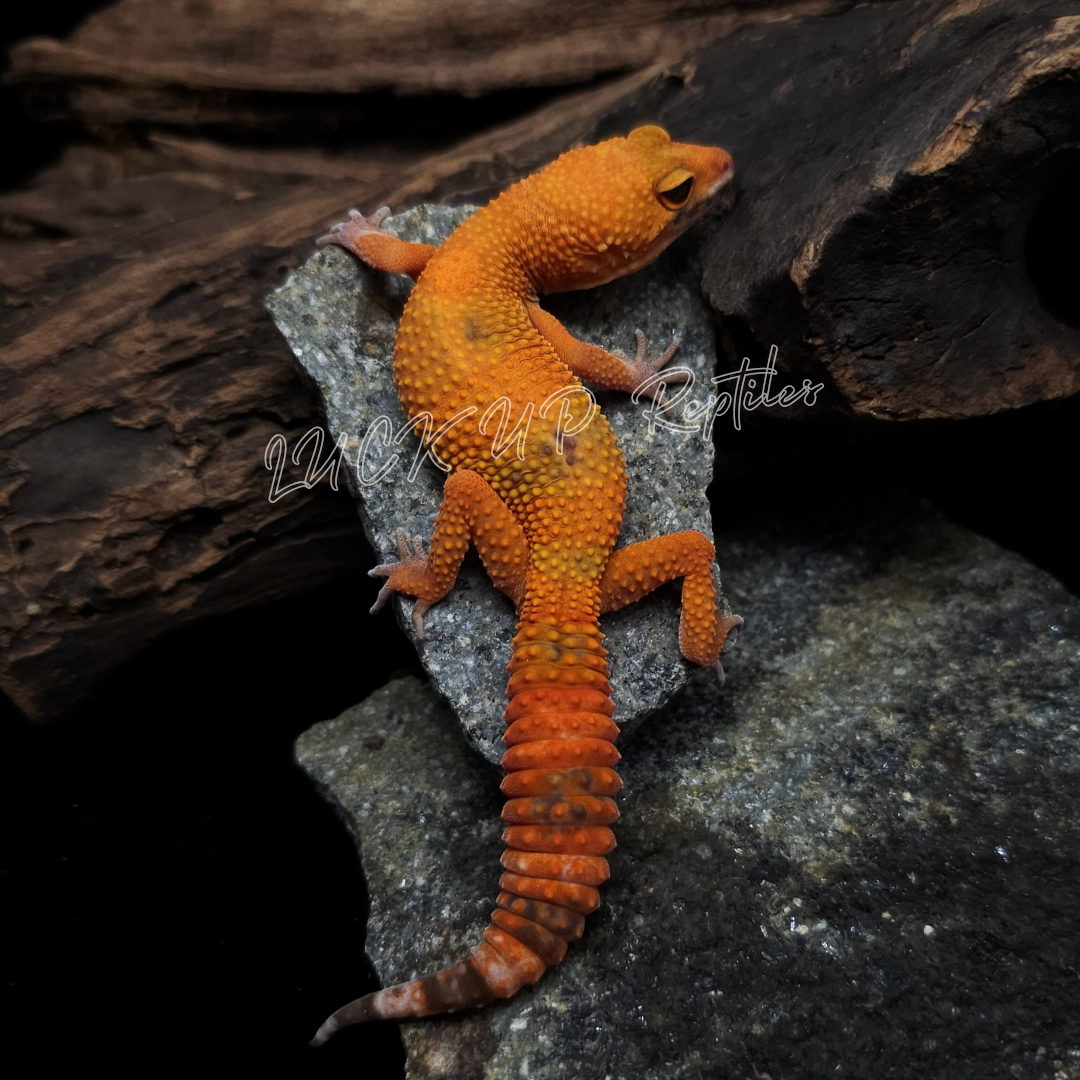 ヒョウモントカゲモドキ¥サングロー