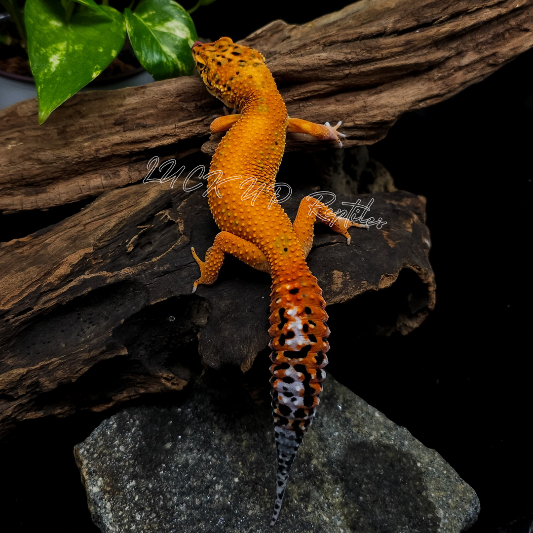 ヒョウモントカゲモドキ¥アルティメットGT