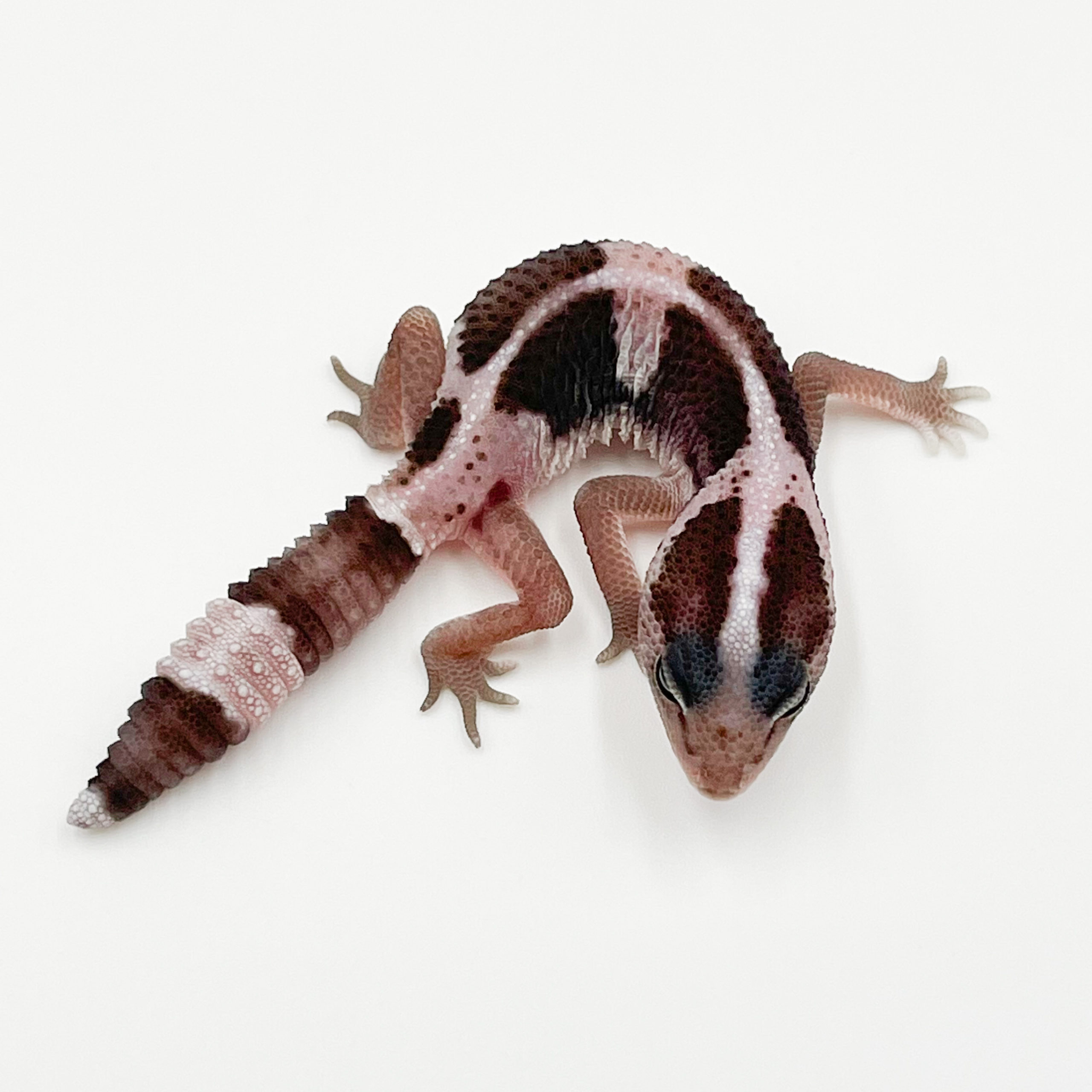 ニシアフリカトカゲモドキ¥オレオ