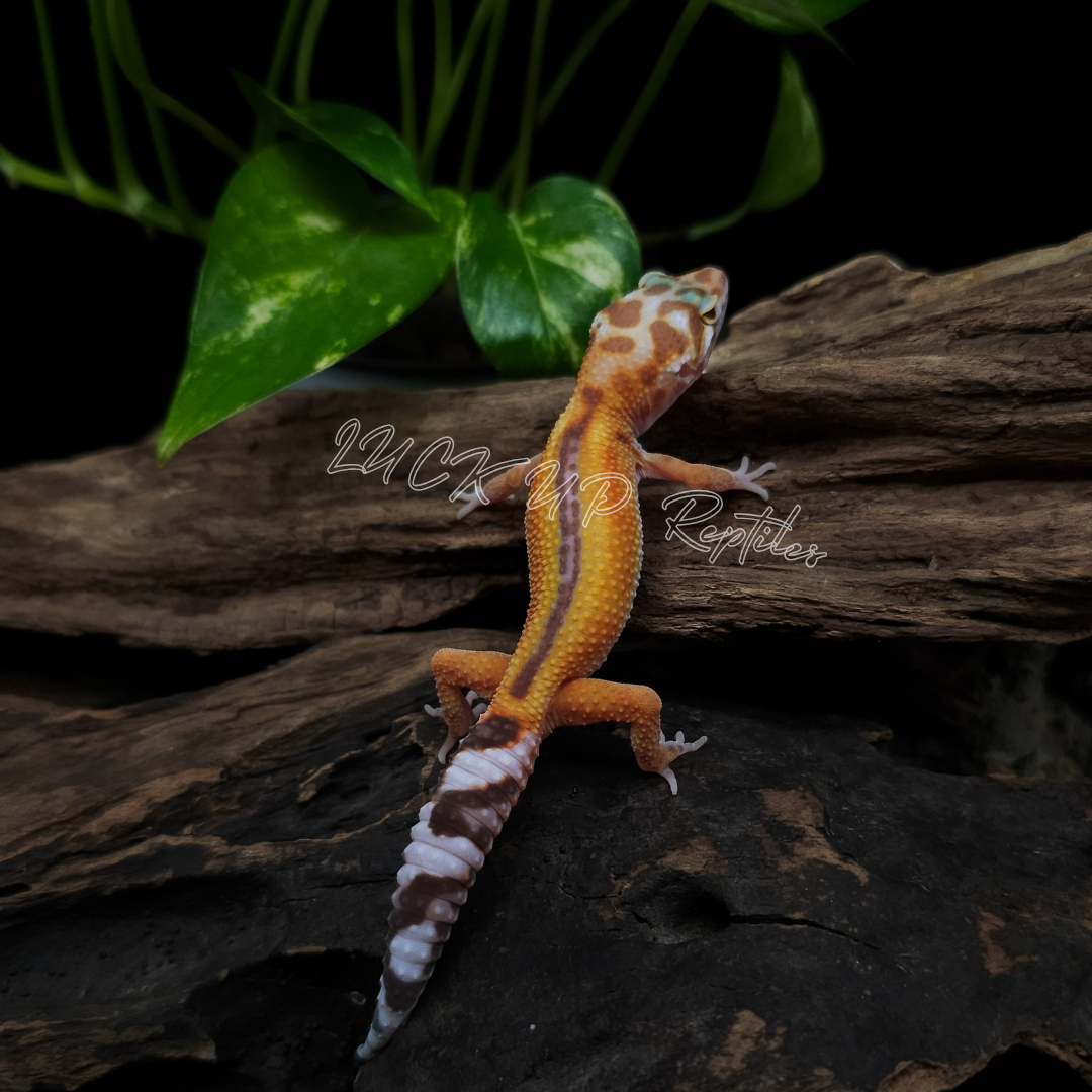 ヒョウモントカゲモドキ¥Ｗ＆Ｙトレンパーhetエクリプス