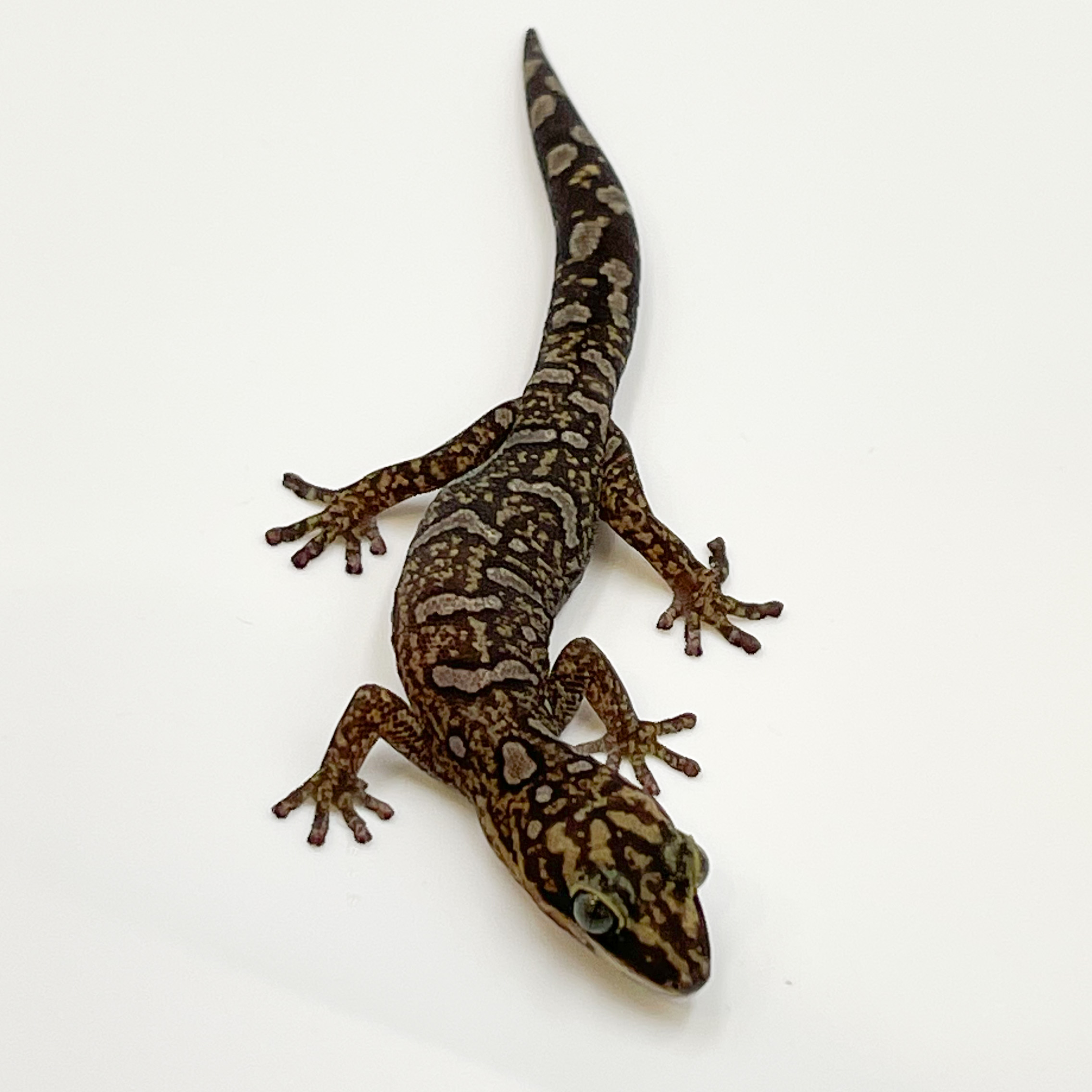 モニリスビロードヤモリ