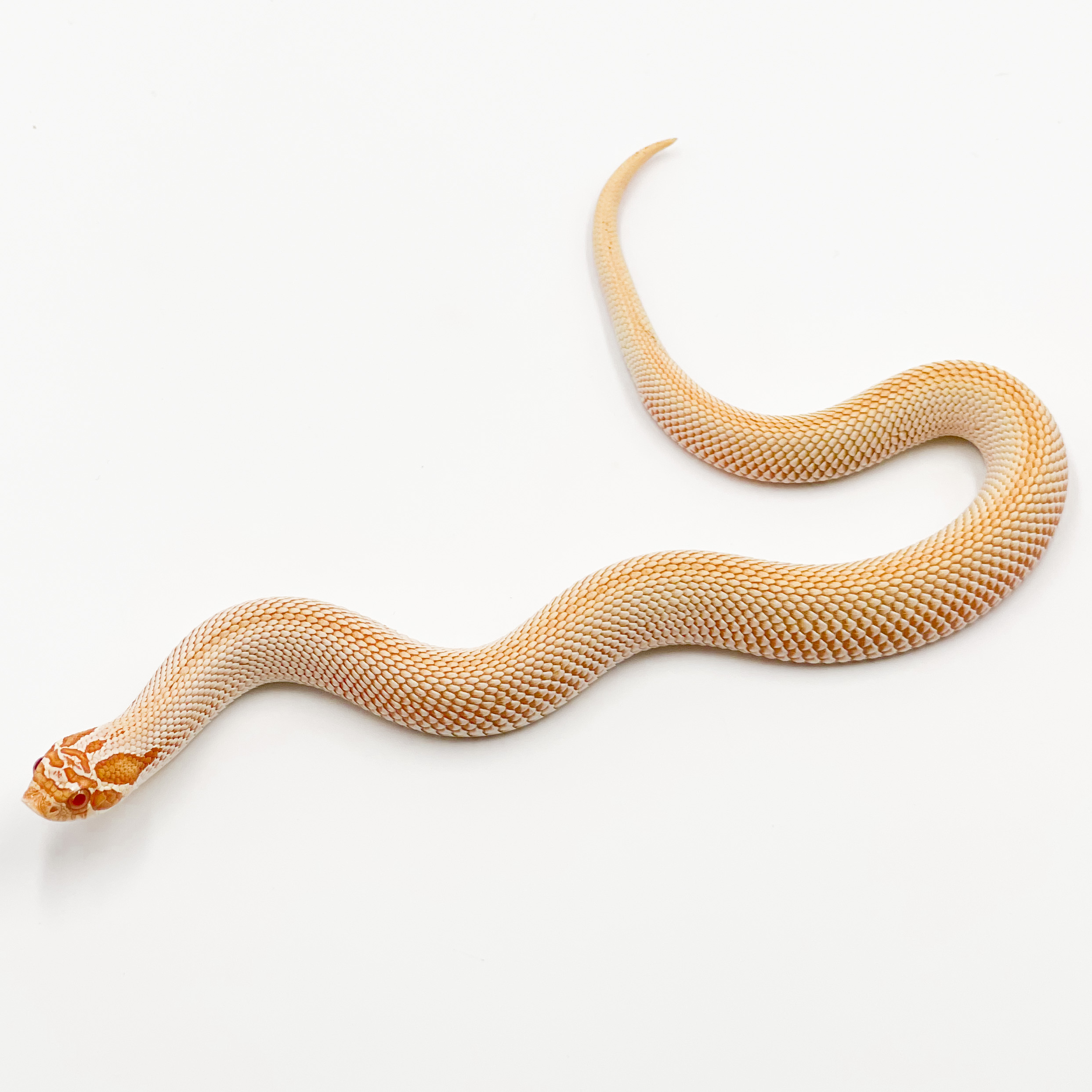 ■アルビノスーパーコンダ