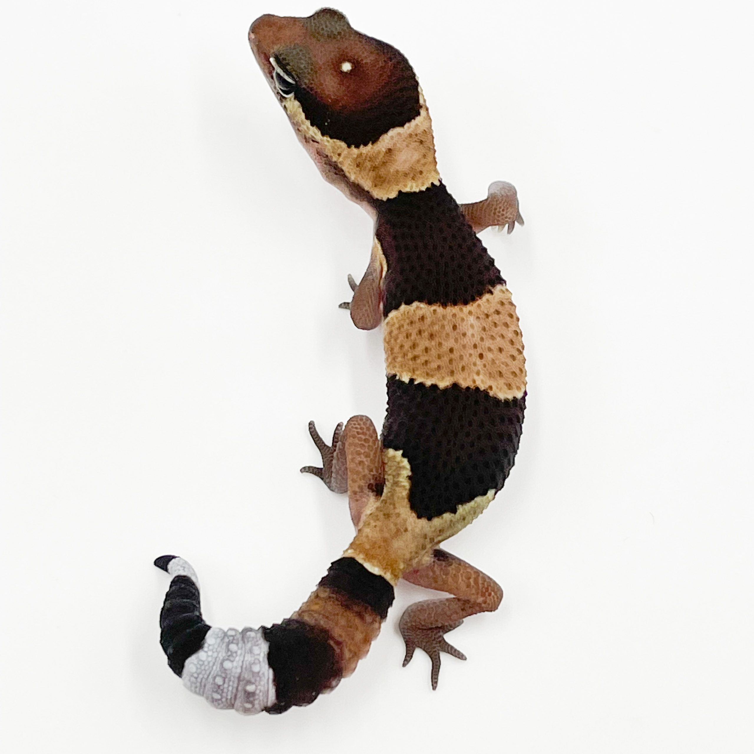 ニシアフリカトカゲモドキ¥ノーマルhetオレオズールーphキャラメル