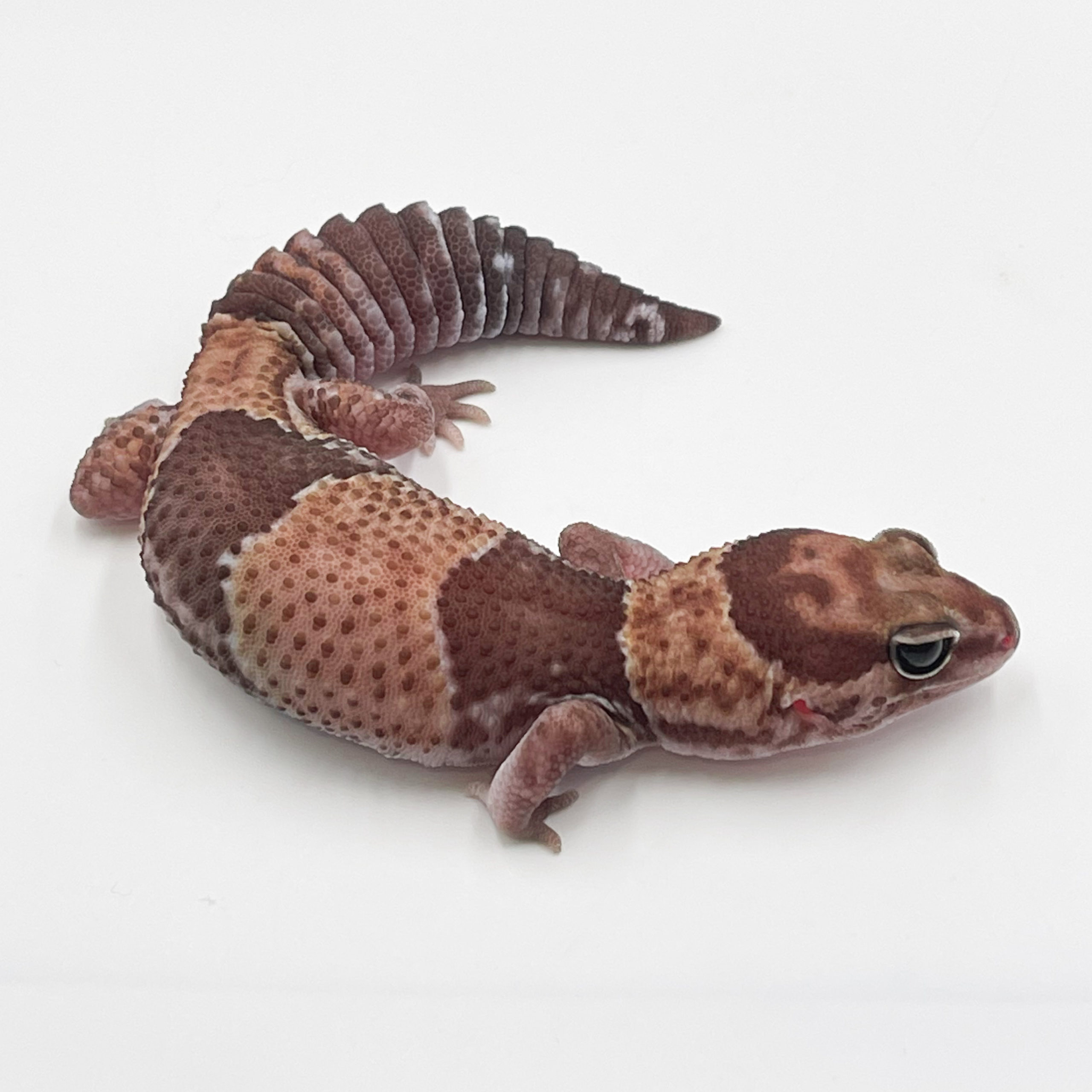 ニシアフリカトカゲモドキ¥ワイルド