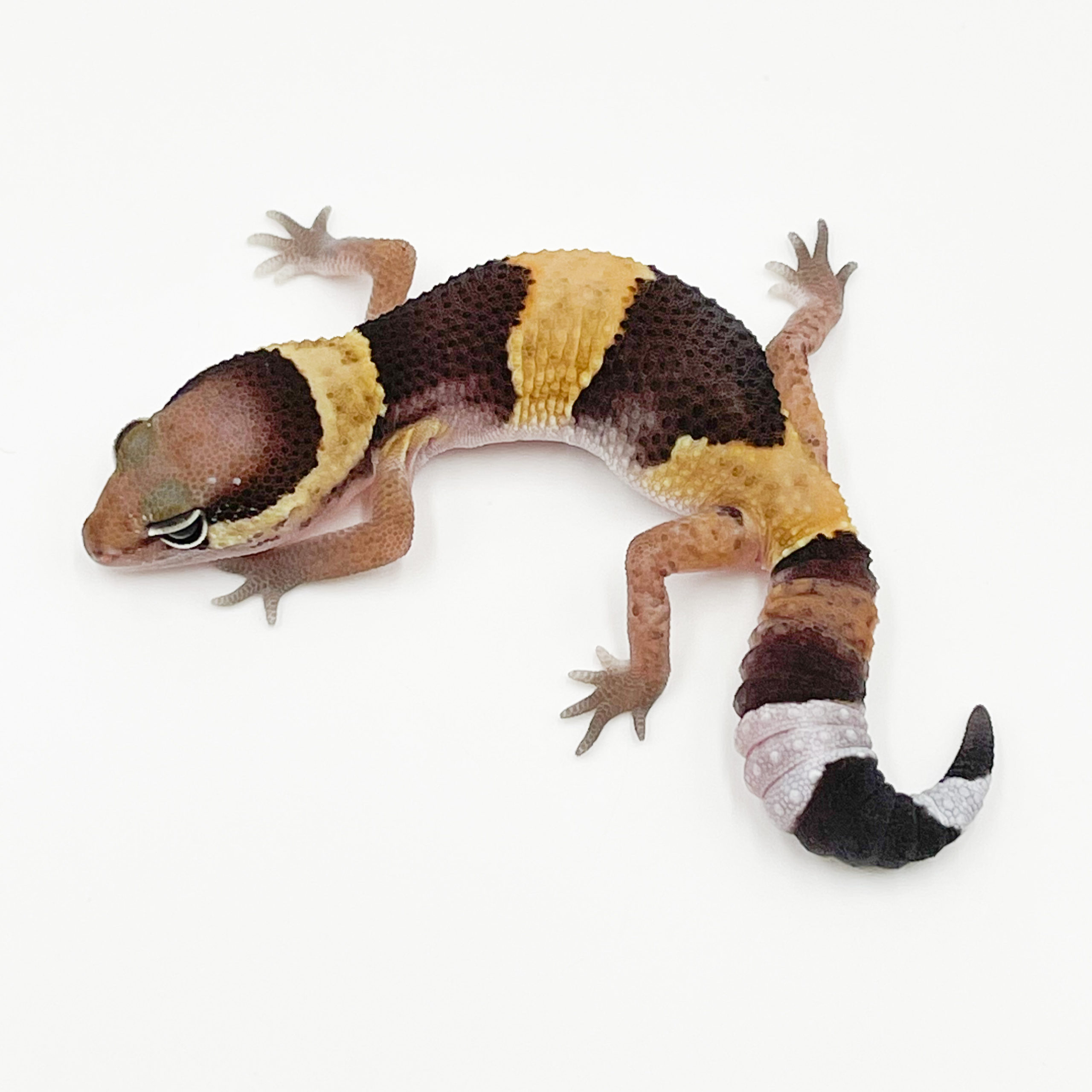 ニシアフリカトカゲモドキ¥ノーマルhetオレオズールーphキャラメル