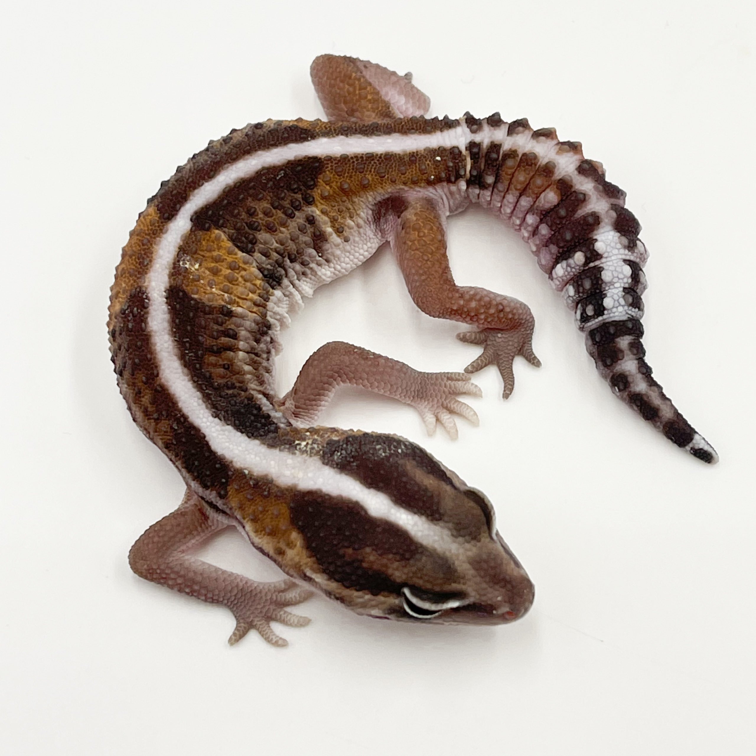 ニシアフリカトカゲモドキ¥ノーマルhetオレオ