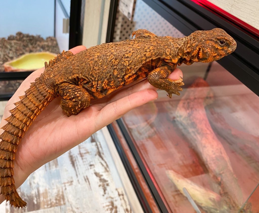 ゲイリートゲオアガマ