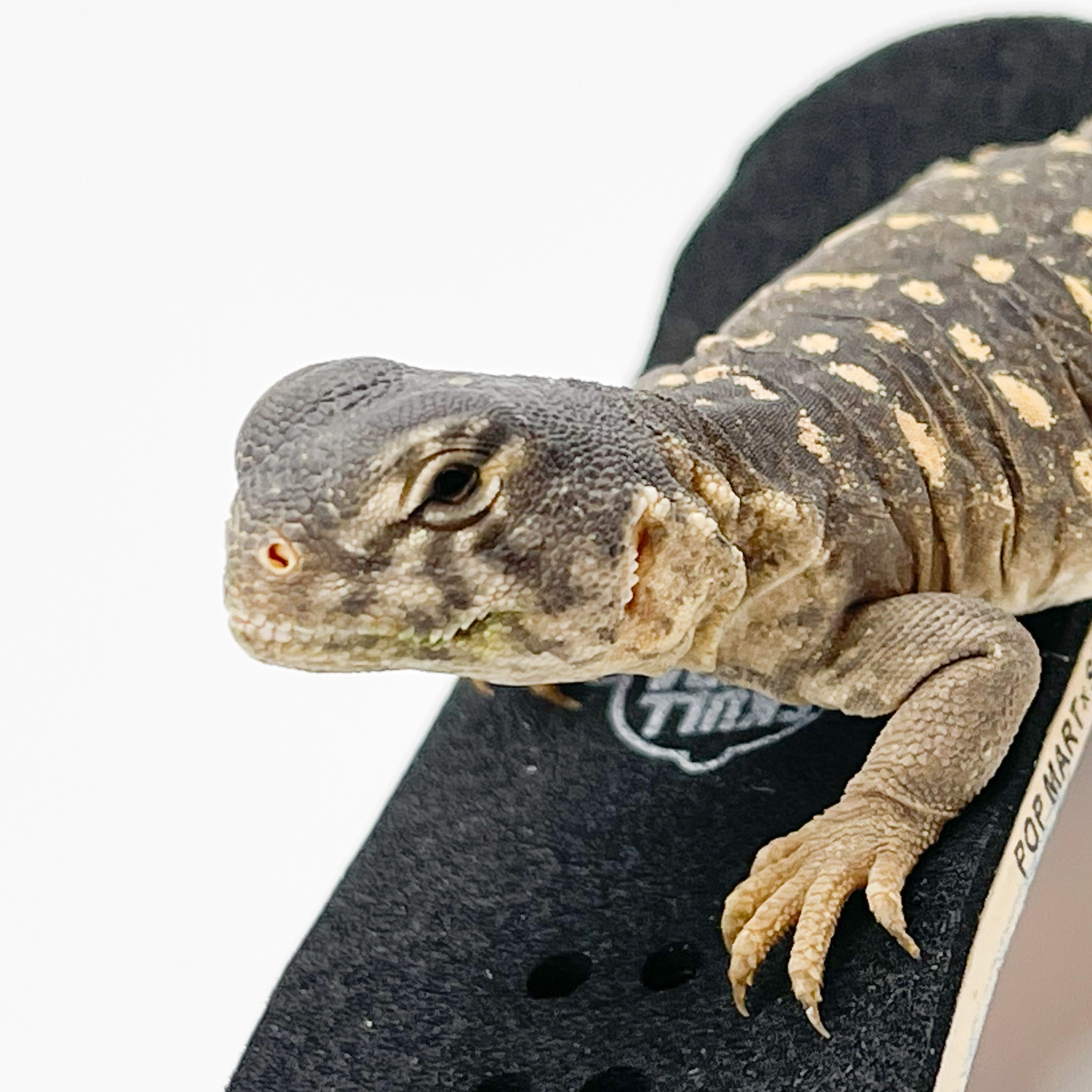 エジプトトゲオアガマ