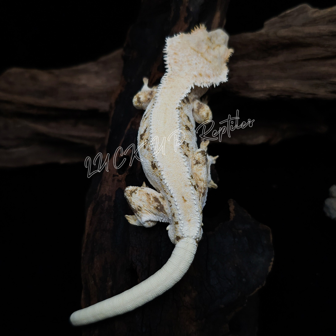 コールドアイズ　クレステッドゲッコー 15号　爬虫類 コールドアイズ クレステッドゲッコー 15号 爬虫類 爬虫類