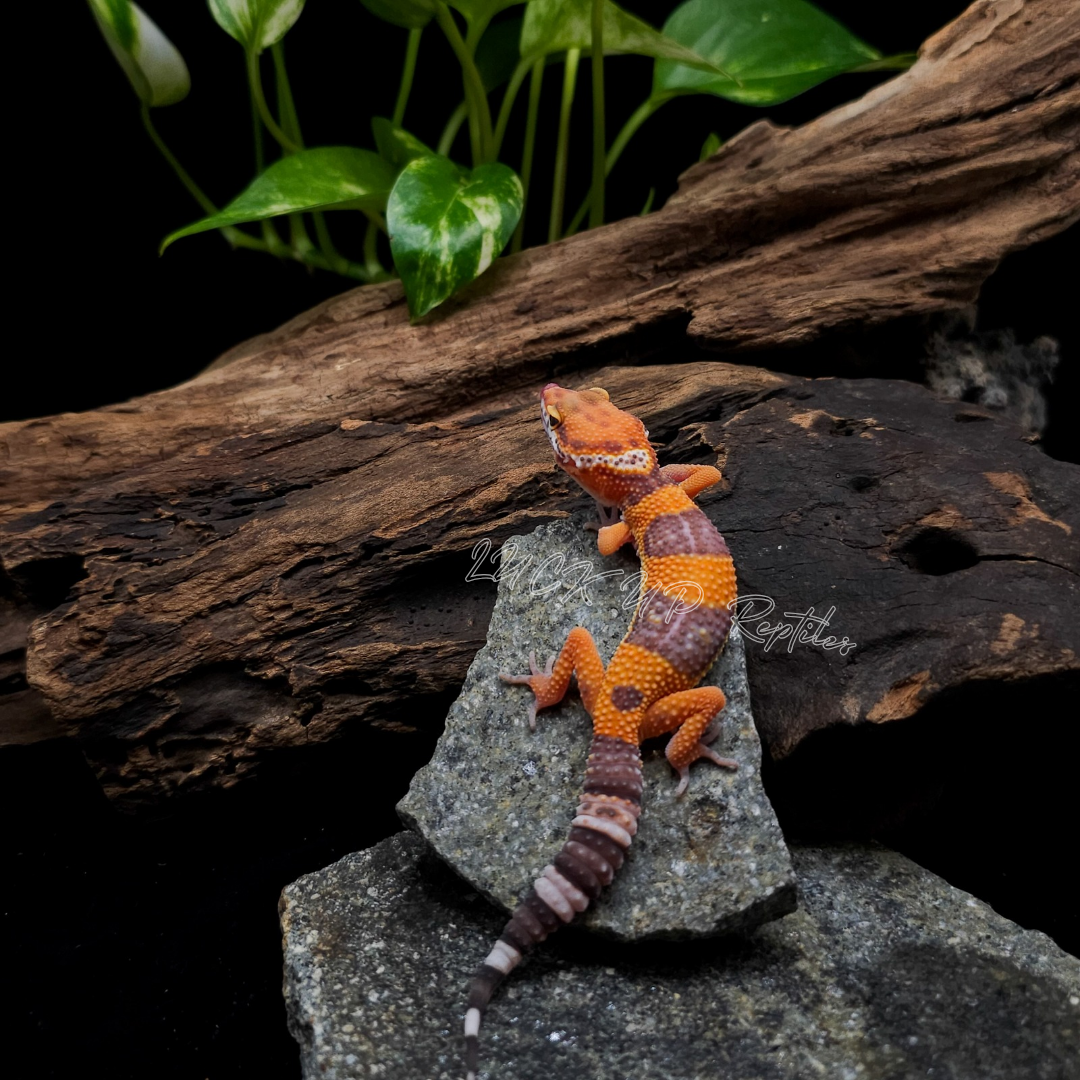 ヒョウモントカゲモドキ¥タンジェリントレンパー