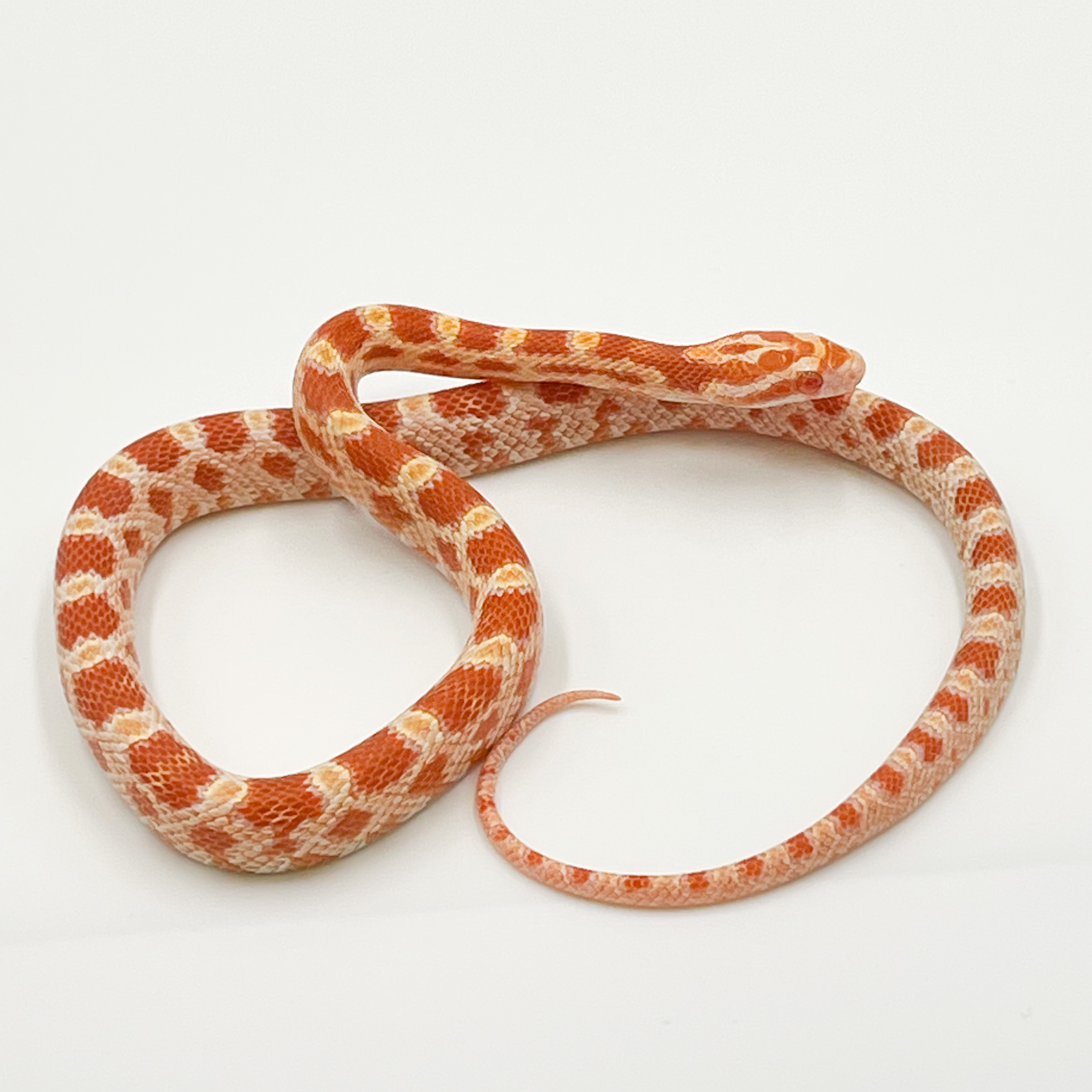 コーンスネーク¥アメラニ