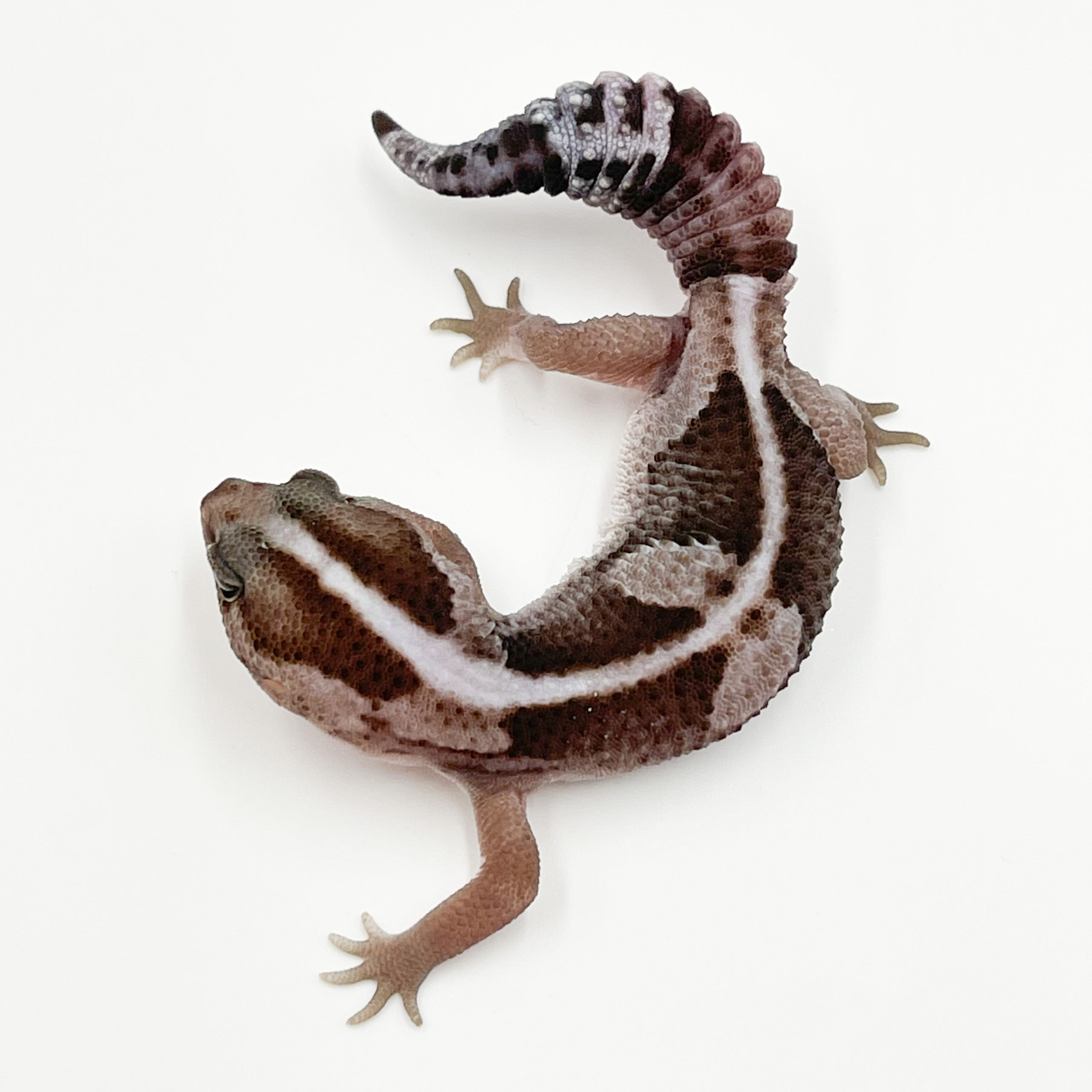 ニシアフリカトカゲモドキ¥オレオhetパティ50%hetキャラメル