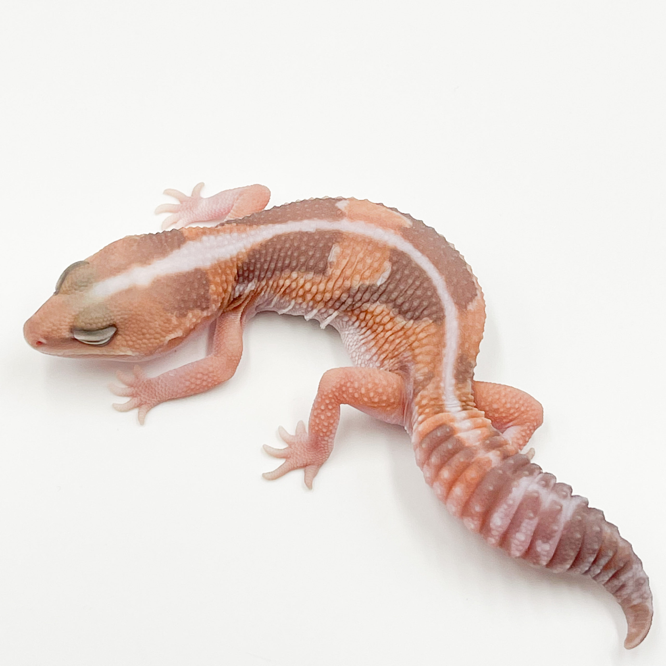 ニシアフリカトカゲモドキ¥キャラメルズールー