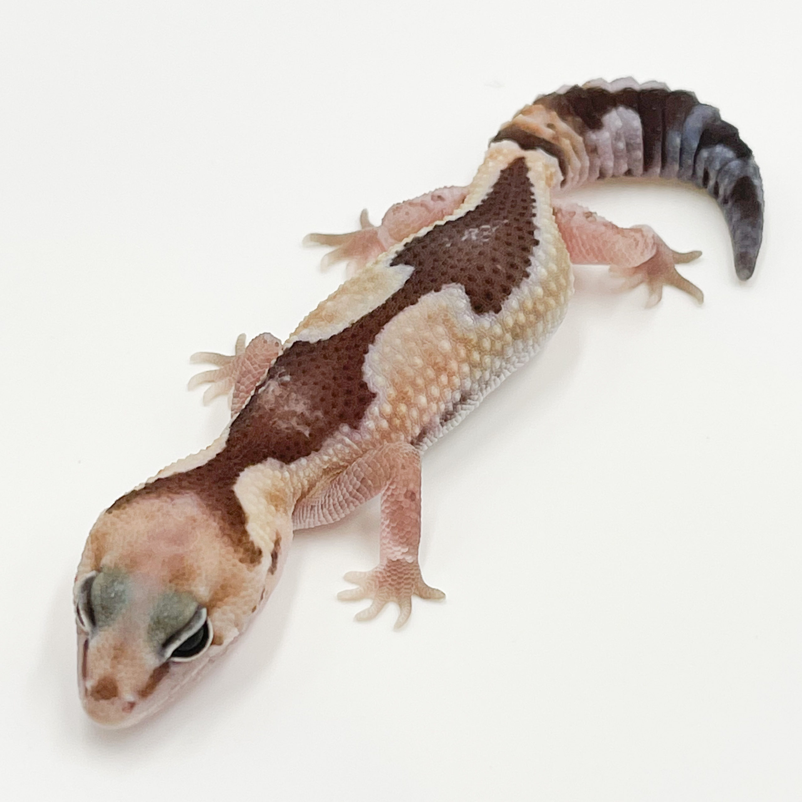 ニシアフリカトカゲモドキ¥ズールー