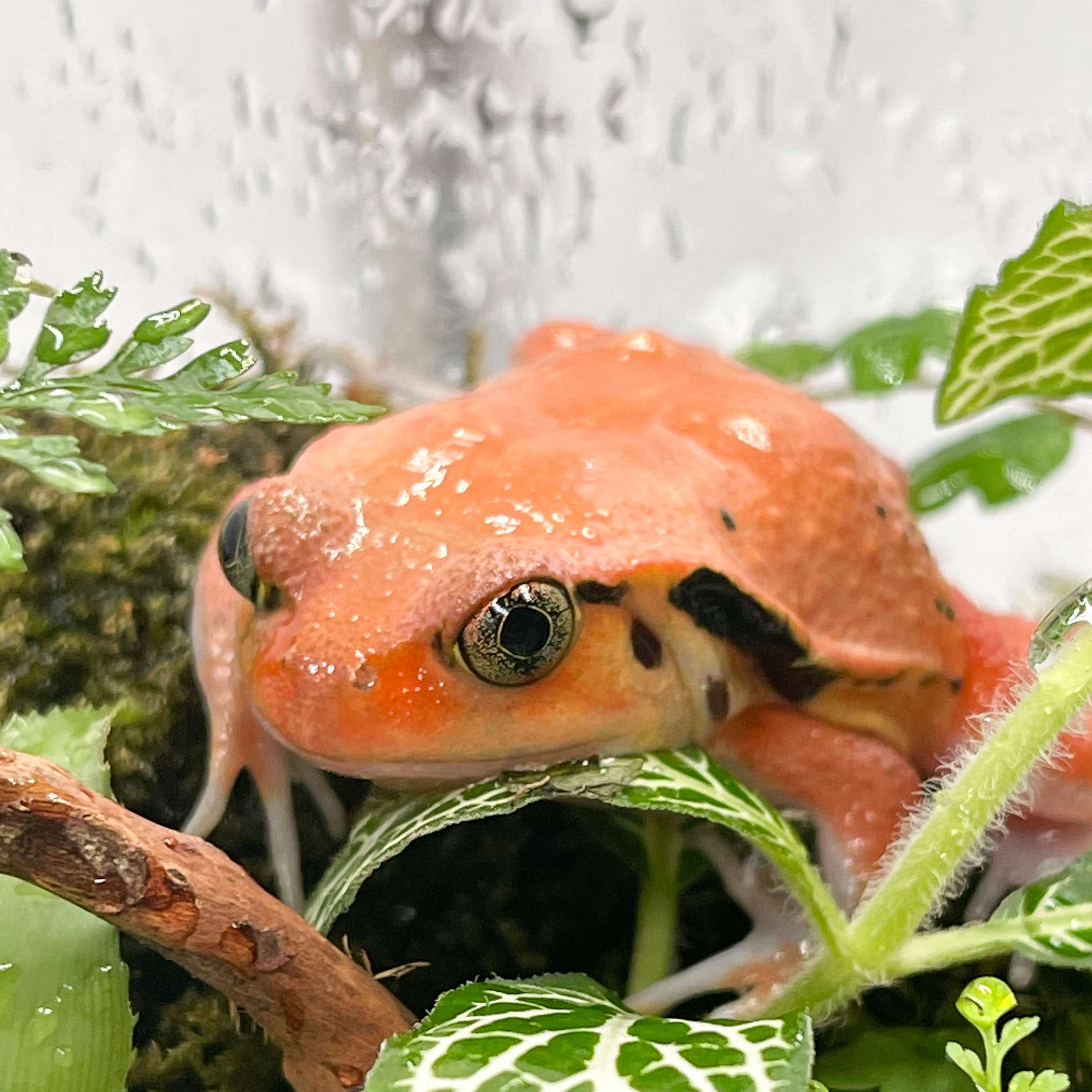 アカトマトガエル