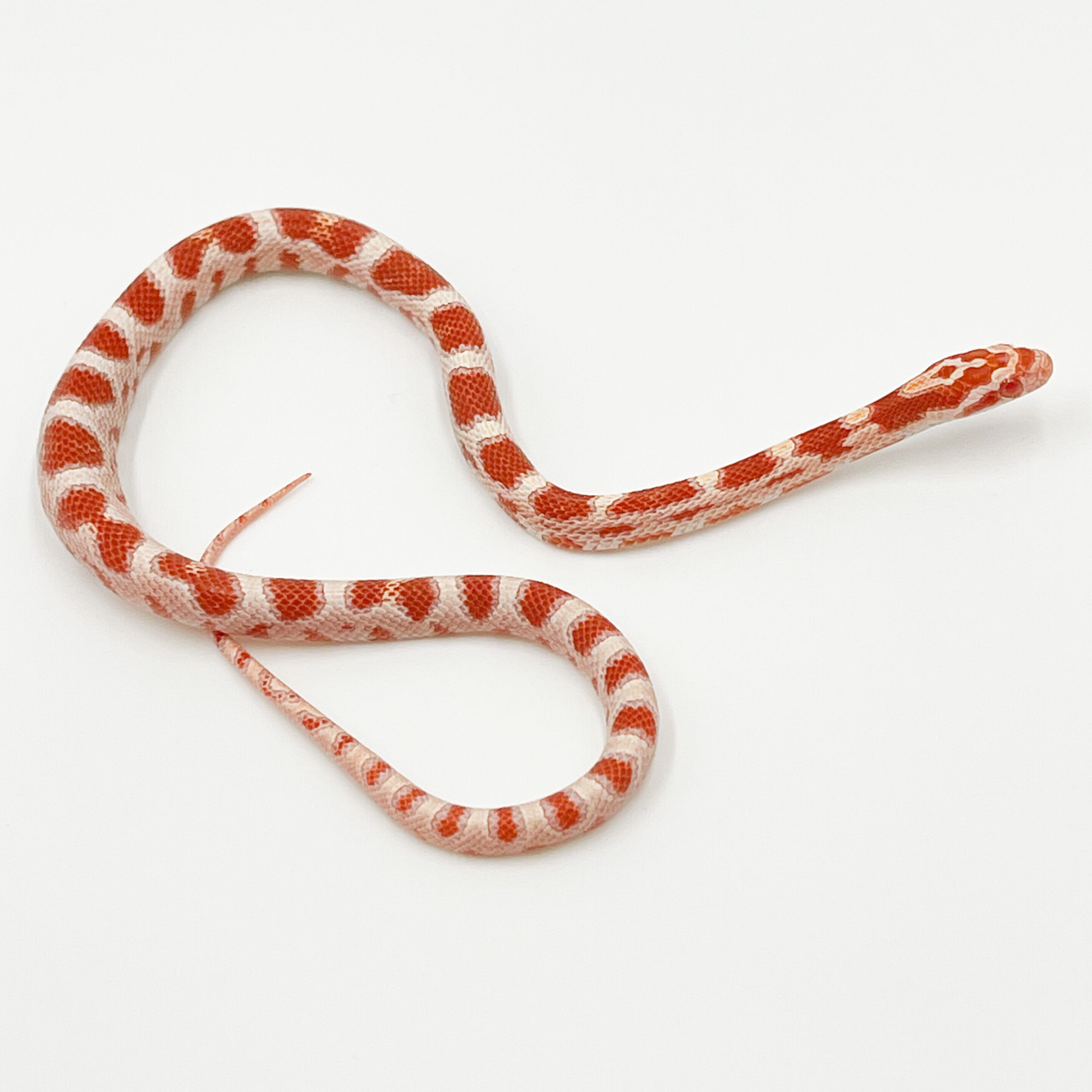 コーンスネーク¥キャンディケイン