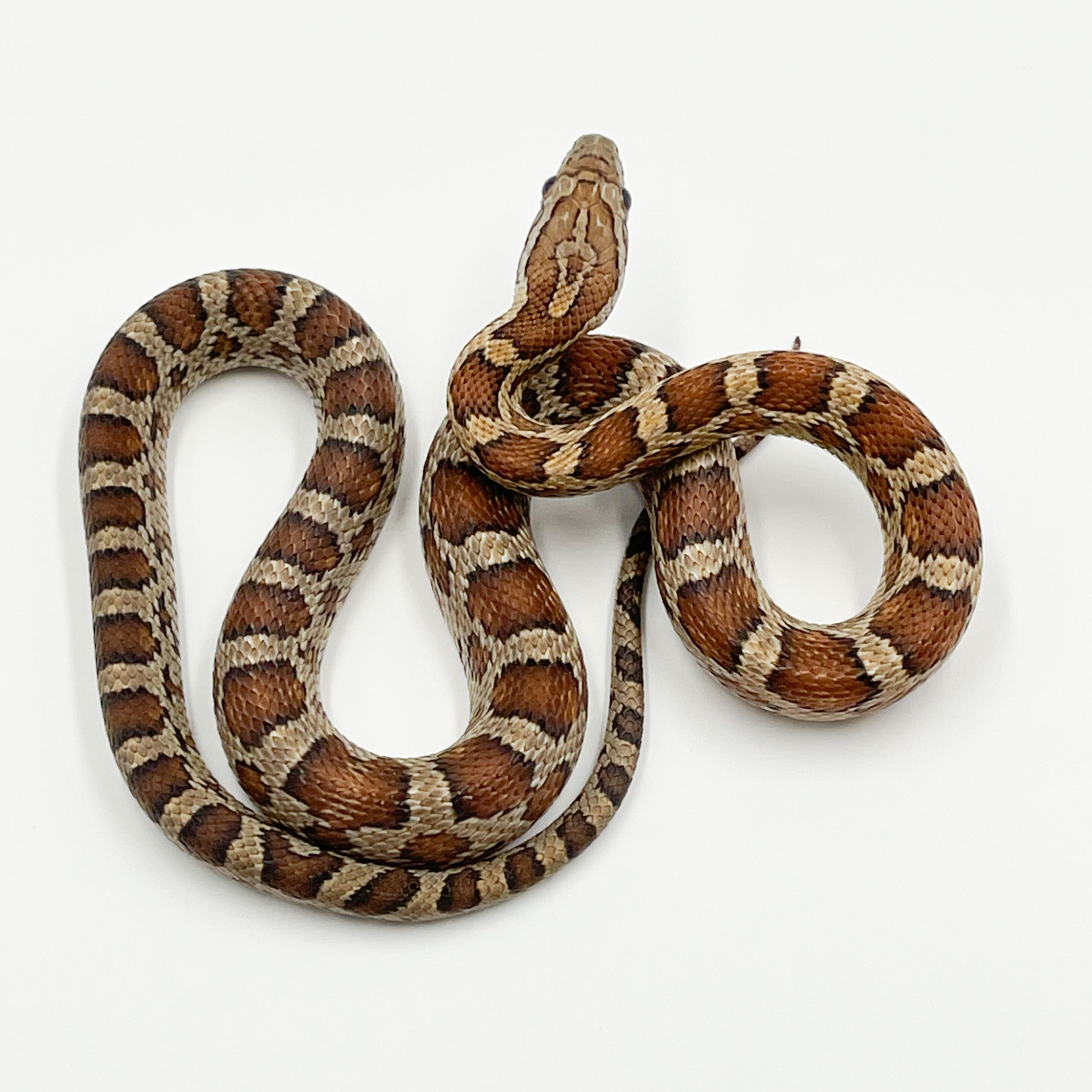 コーンスネーク¥ノーマル