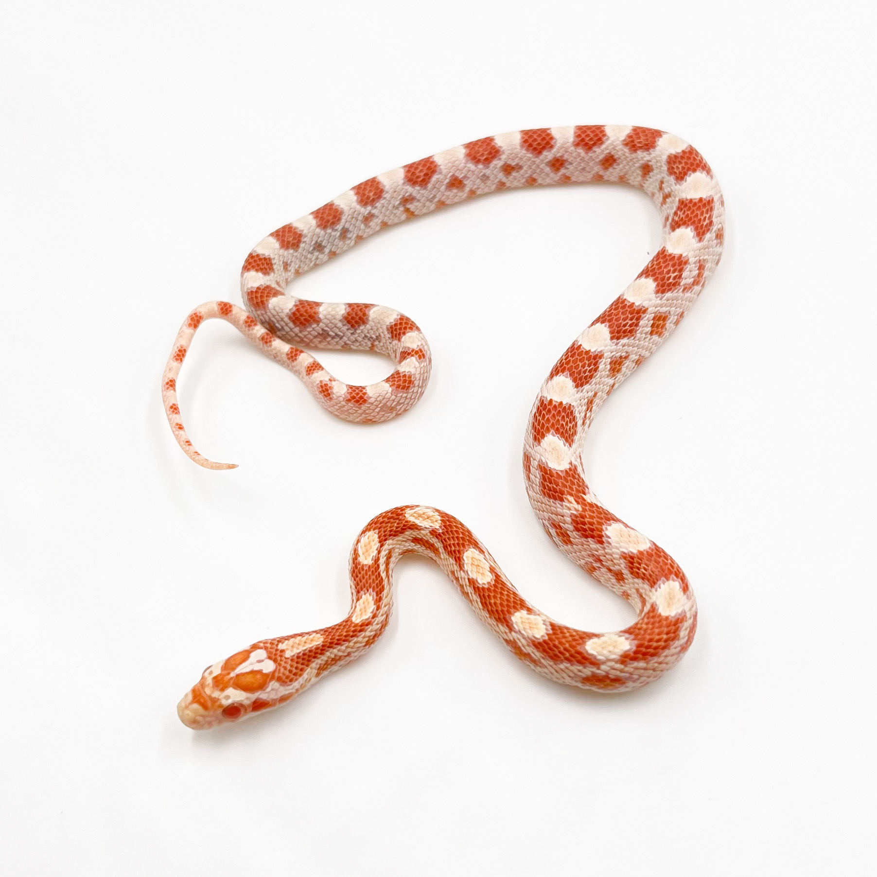 コーンスネーク¥リバースオケッティ