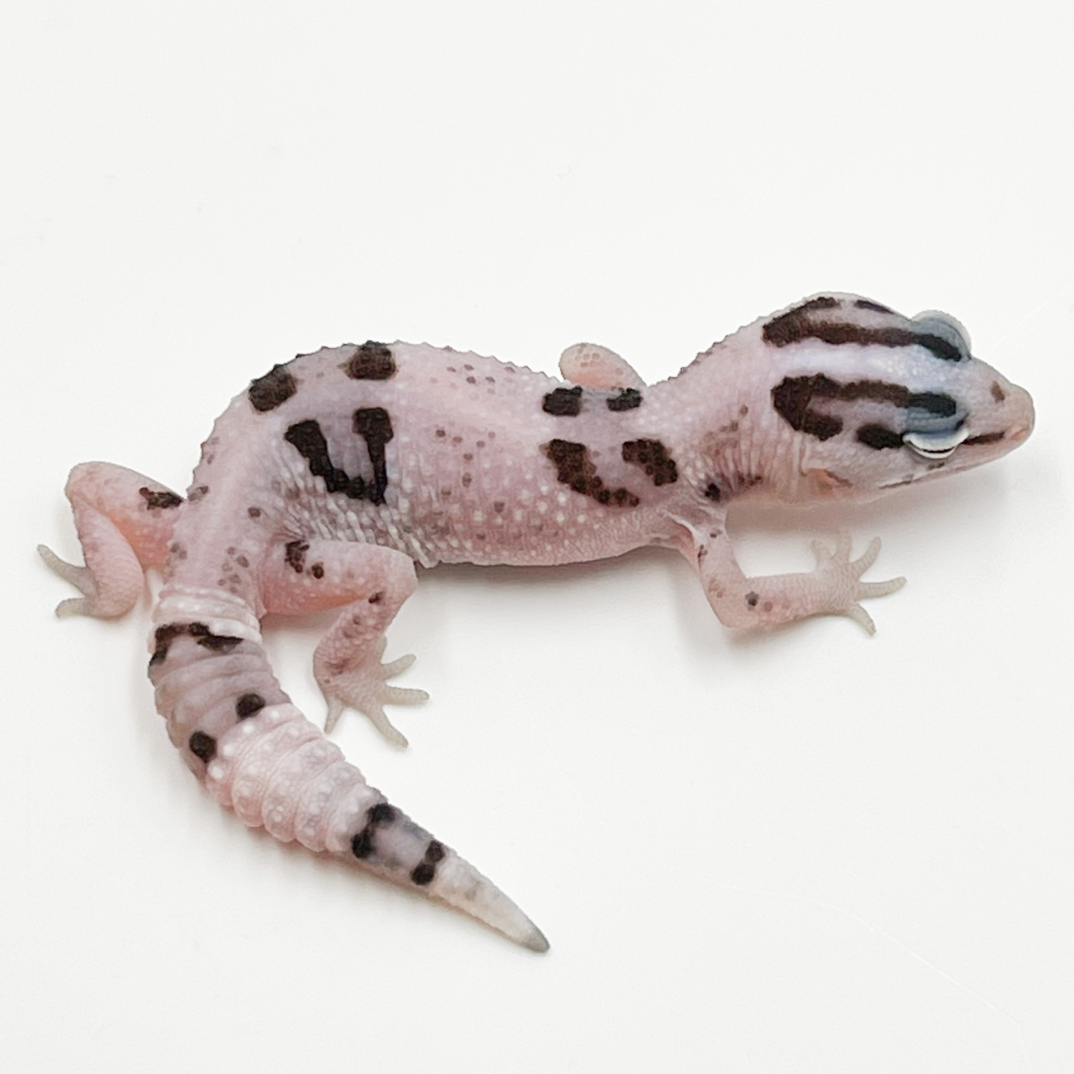 ニシアフリカトカゲモドキ¥ホワイトアウトオレオ