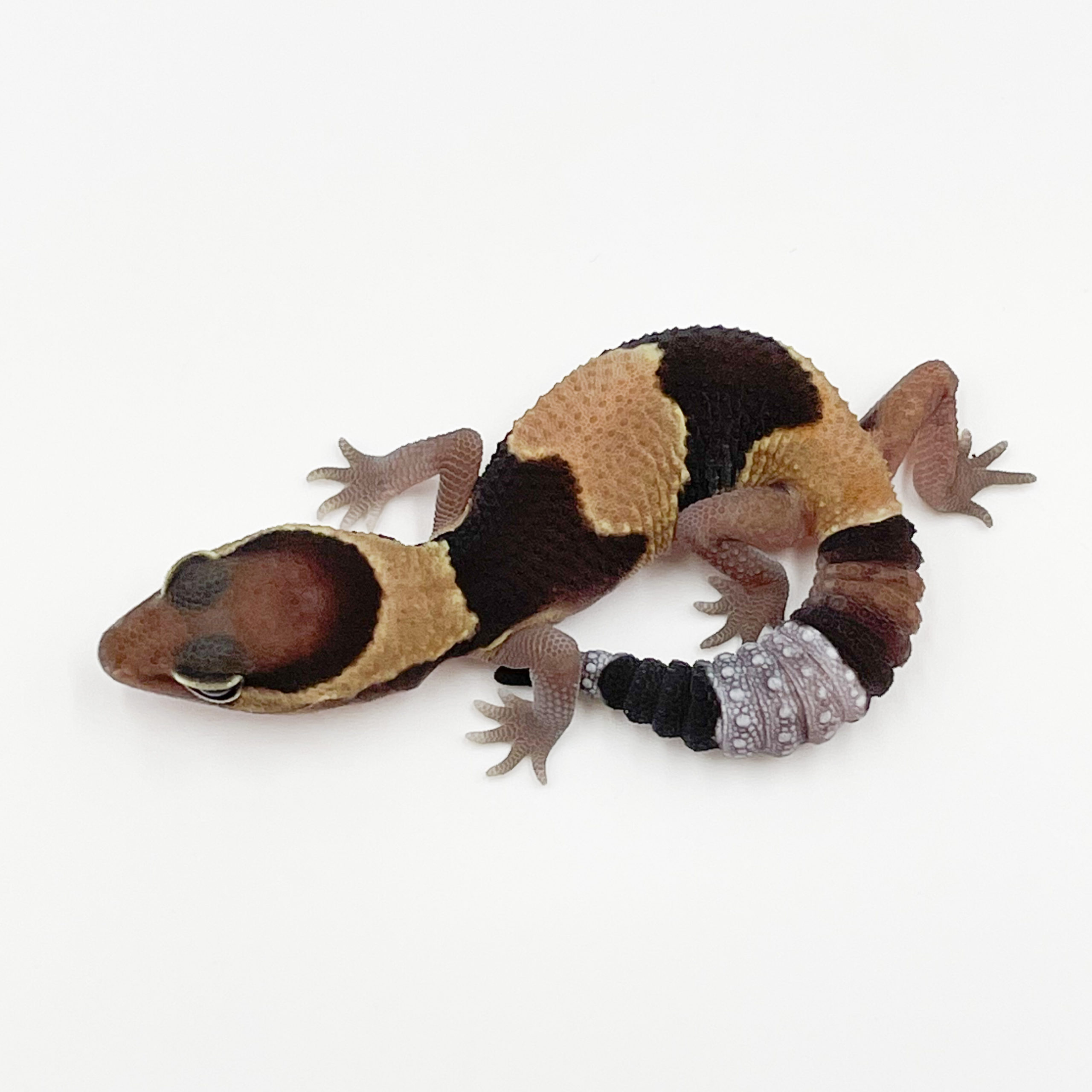 ニシアフリカトカゲモドキ¥ノーマルhetパターンレスphアルビノ