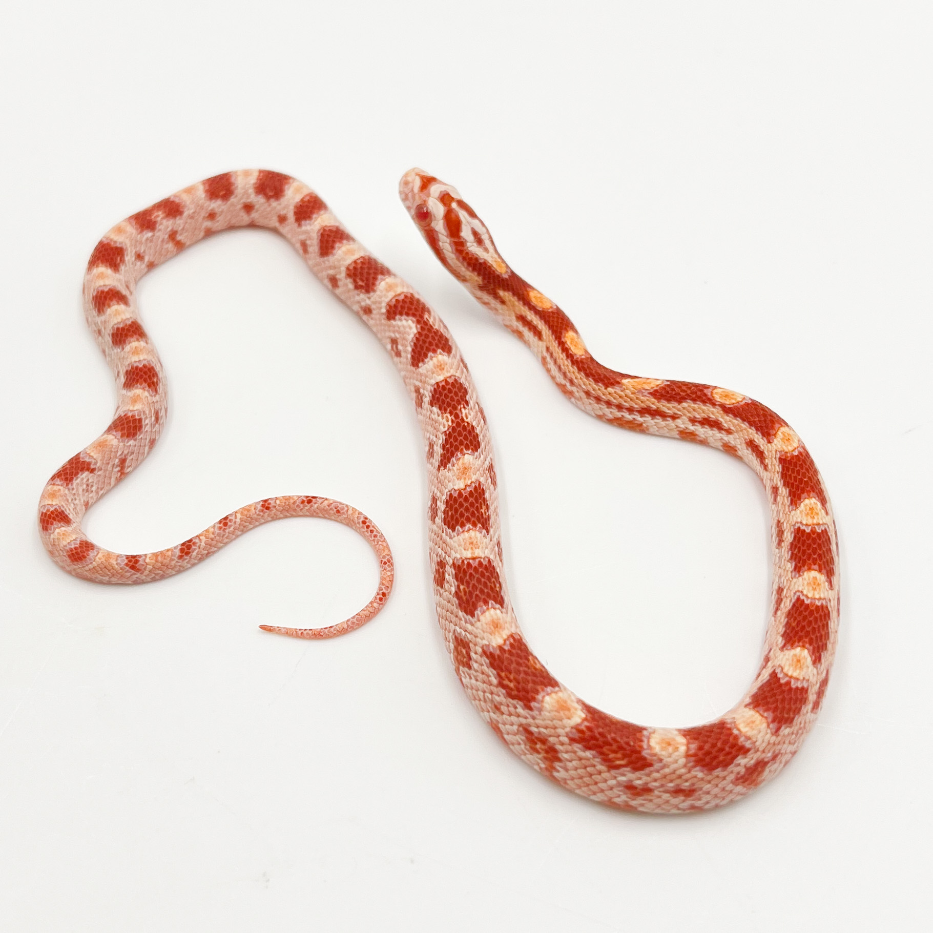 コーンスネーク¥キャンディケイン