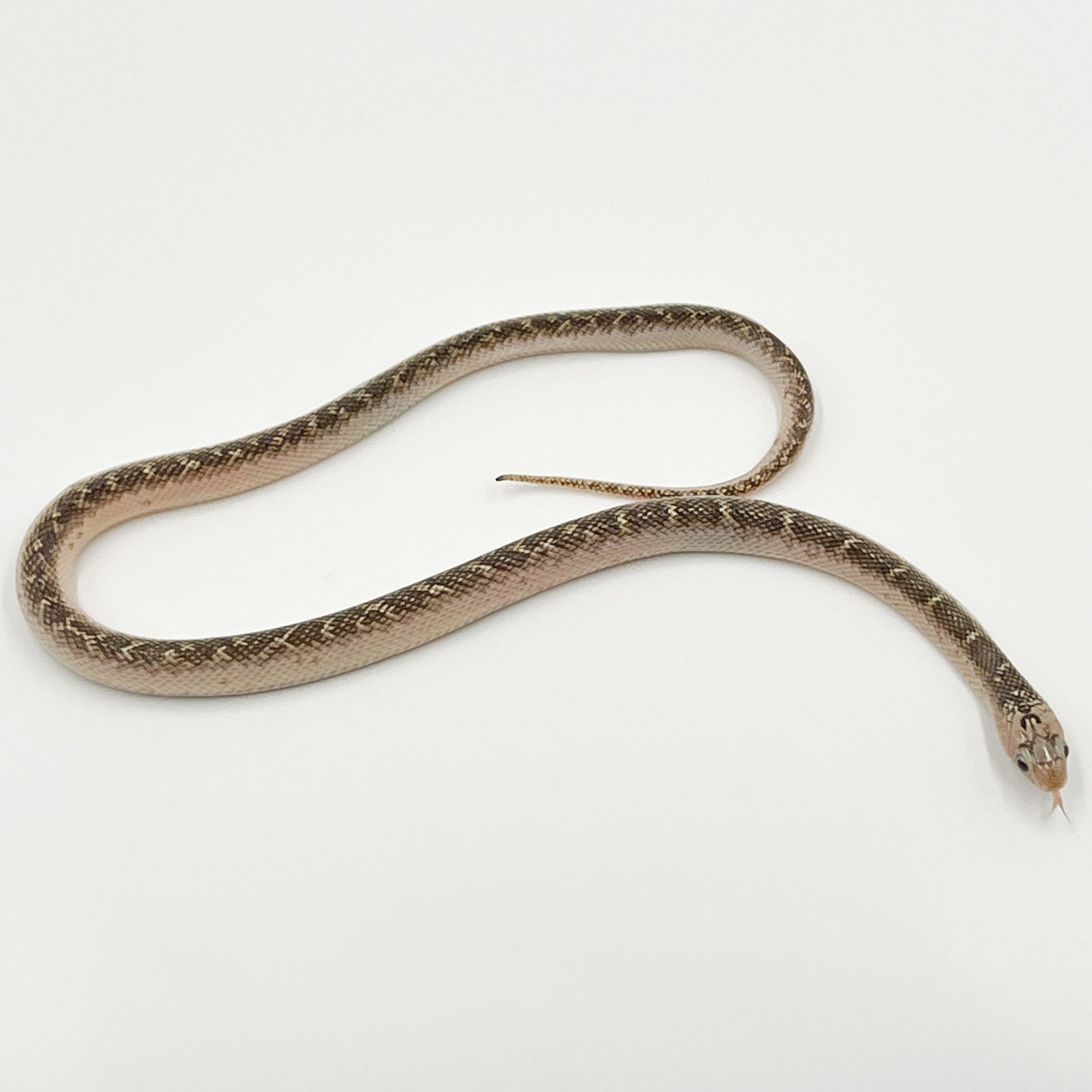 キングスネーク¥ホワイトサイド