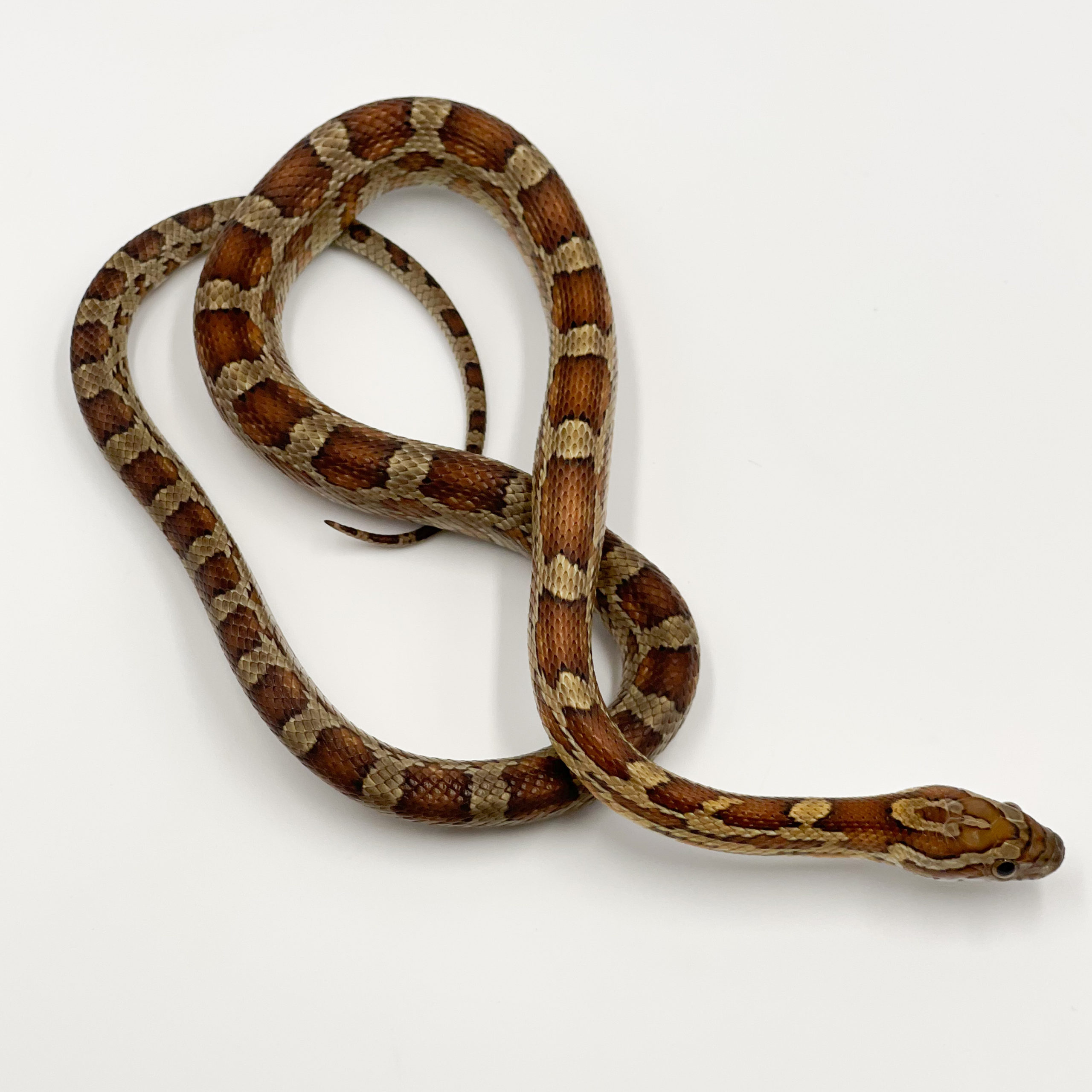 コーンスネーク¥ノーマル