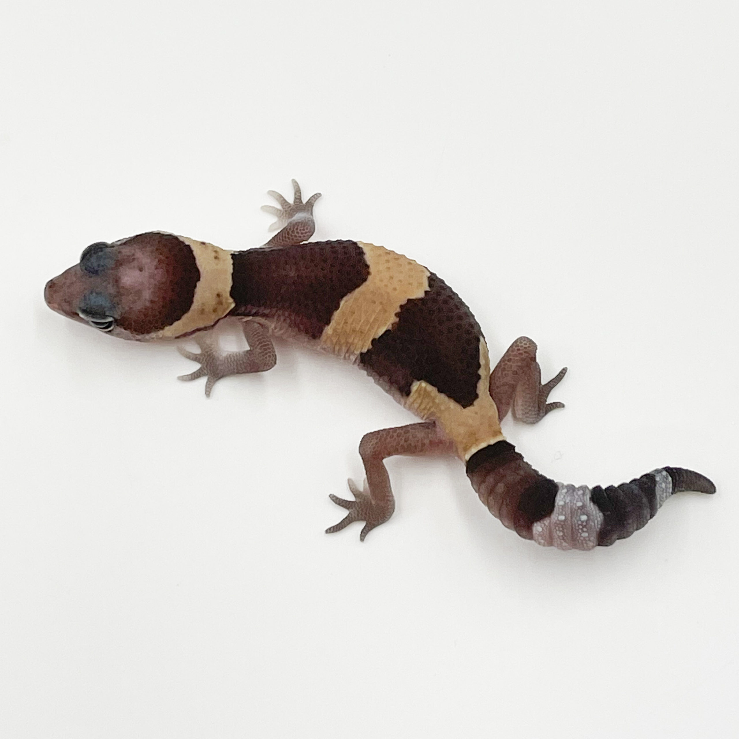 ニシアフリカトカゲモドキ¥ノーマルhetズールーphキャラメル