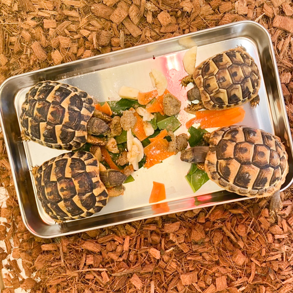 ヒガシヘルマンリクガメ