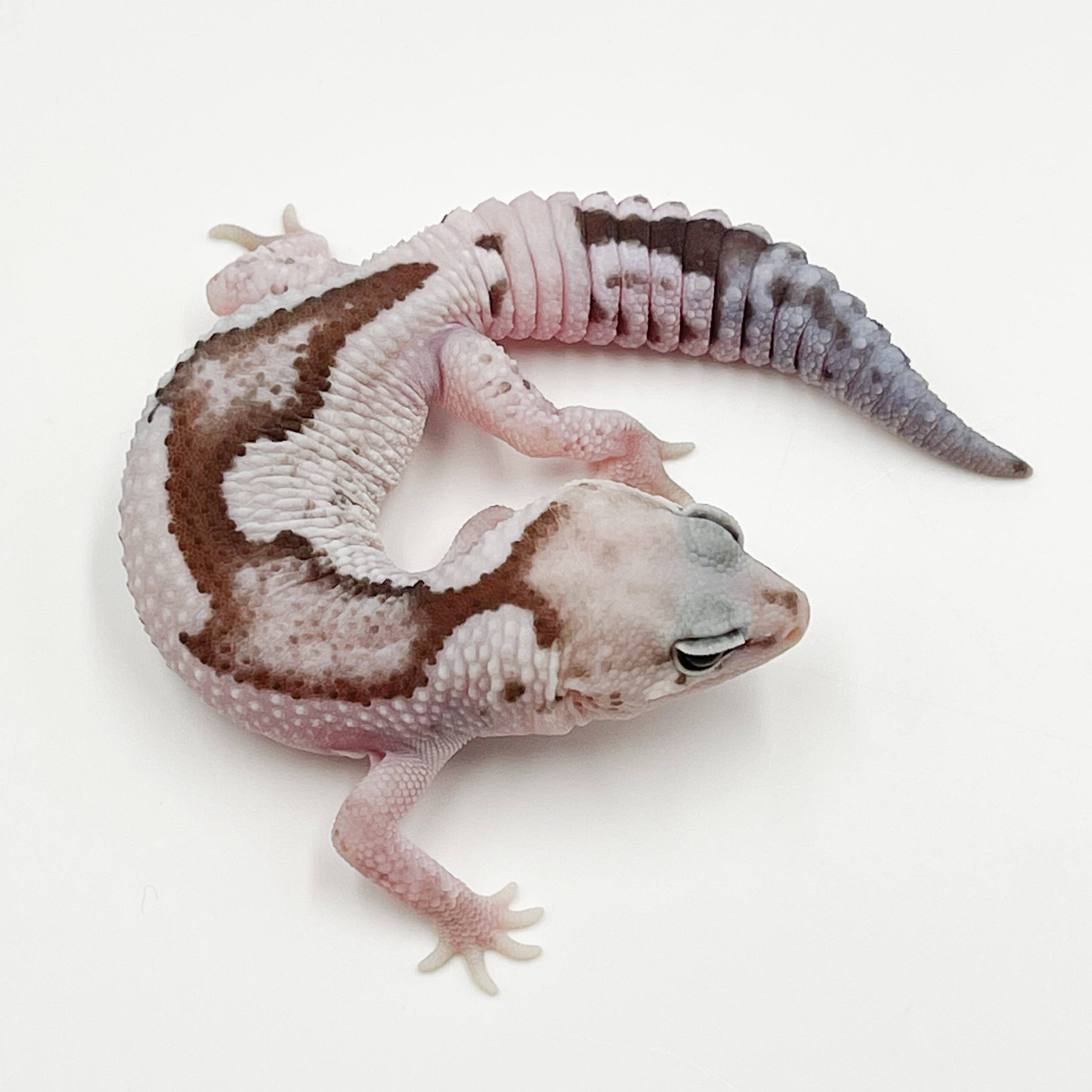 ニシアフリカトカゲモドキ¥オレオズールー66%hetゴースト