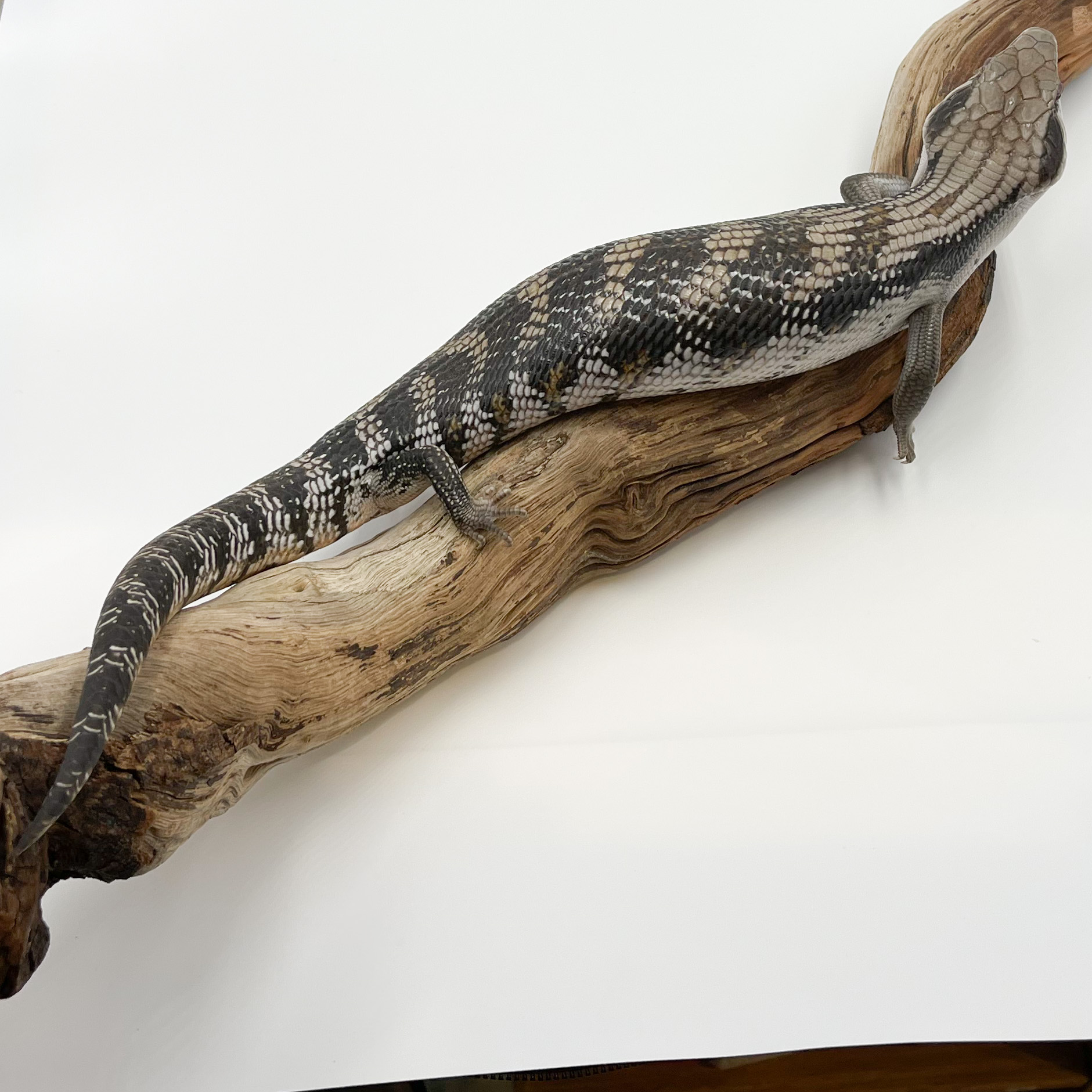 ヒガシアオジタトカゲ