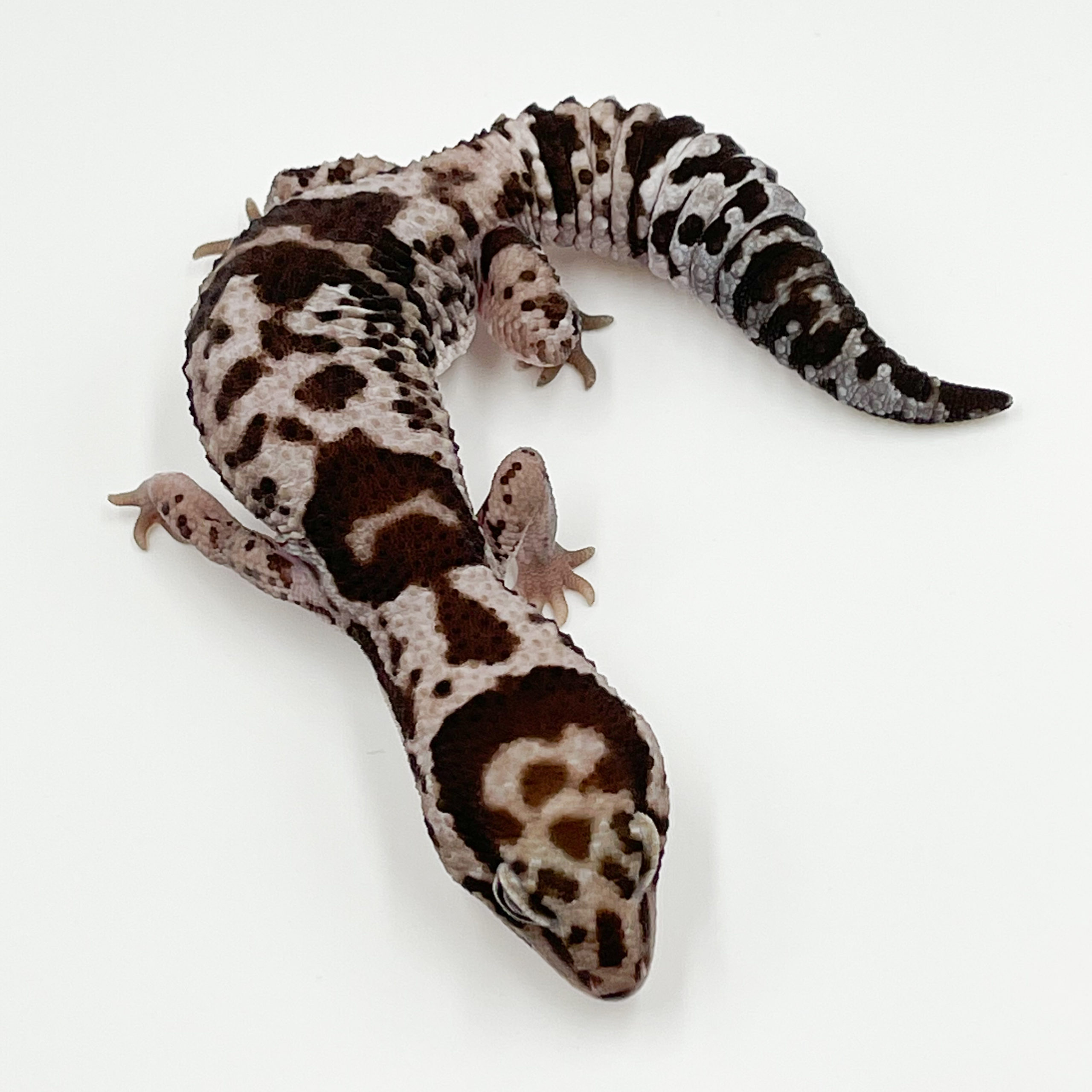 ニシアフリカトカゲモドキ¥ホワイトアウトhetオレオphズールー