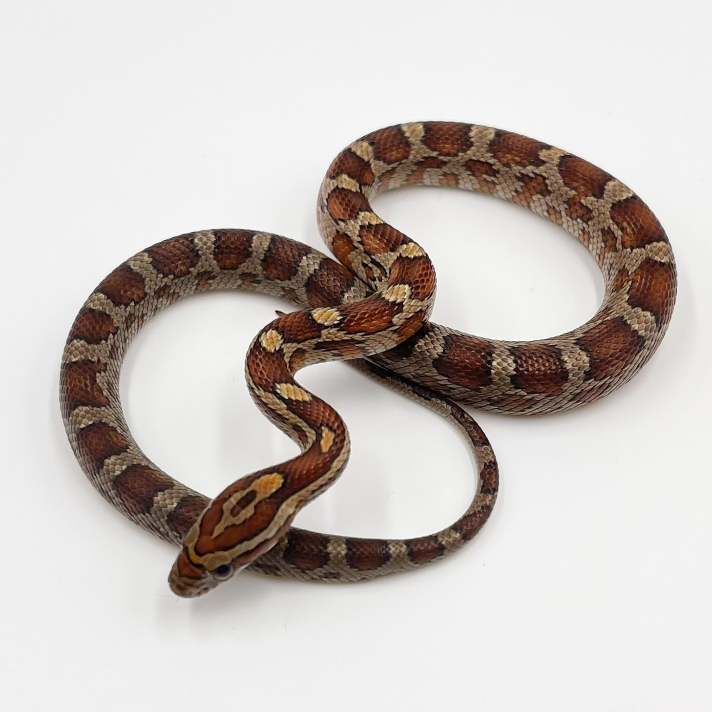 コーンスネーク¥ノーマル