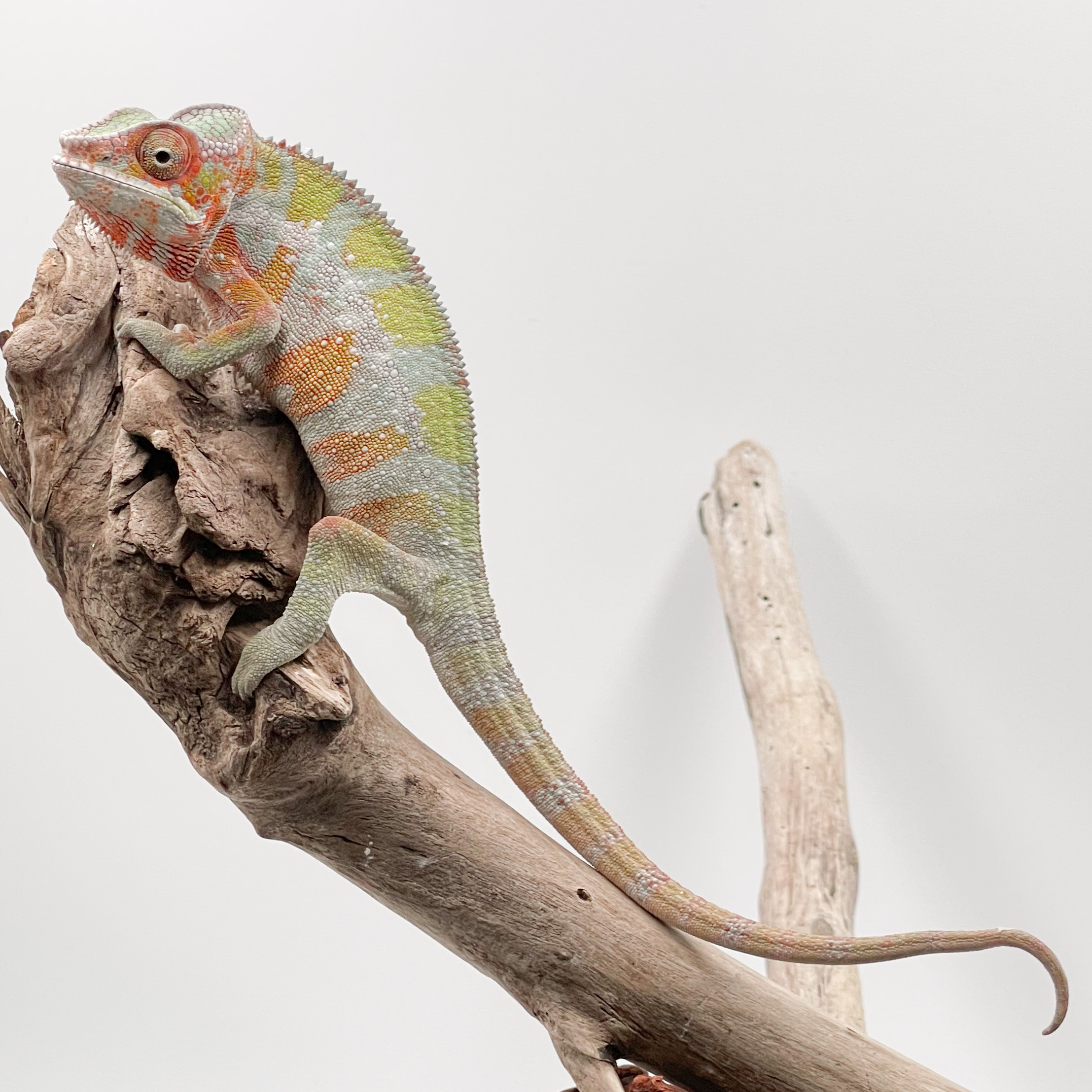 パンサーカメレオン¥アンビローブ