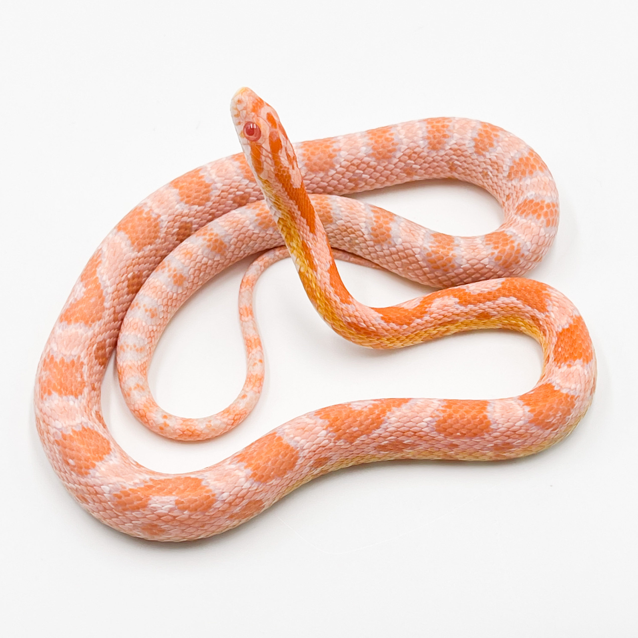 コーンスネーク¥エクストリームピンクサーモンスノー