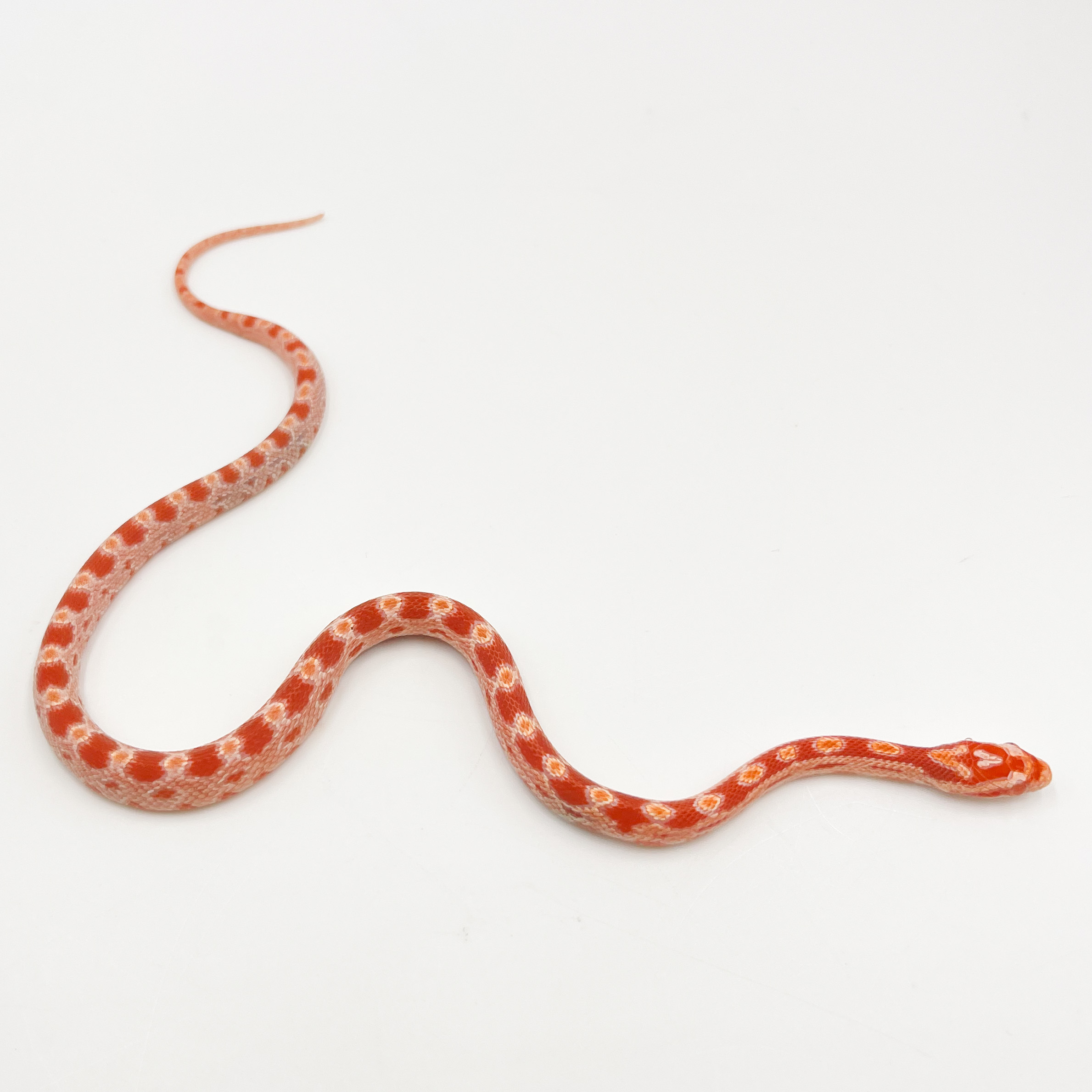 コーンスネーク¥アメル